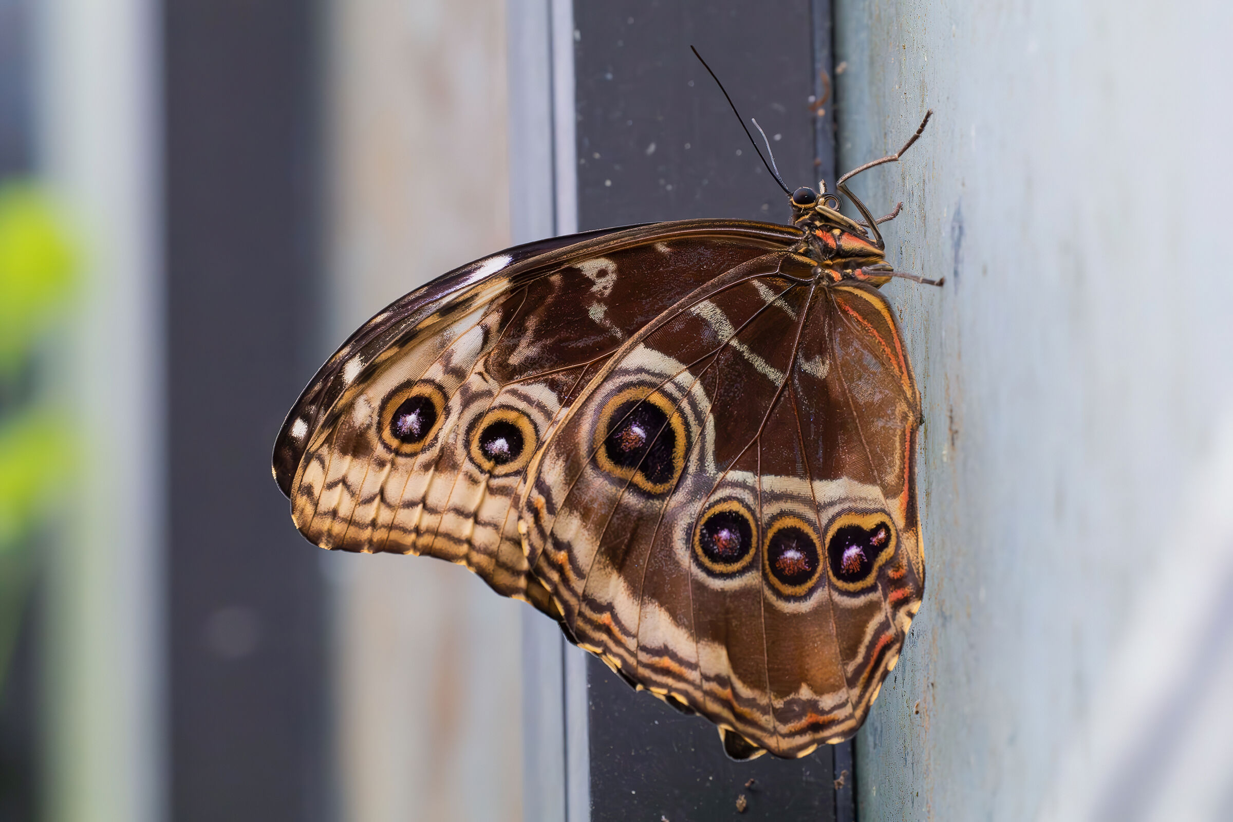 Morpho helenor