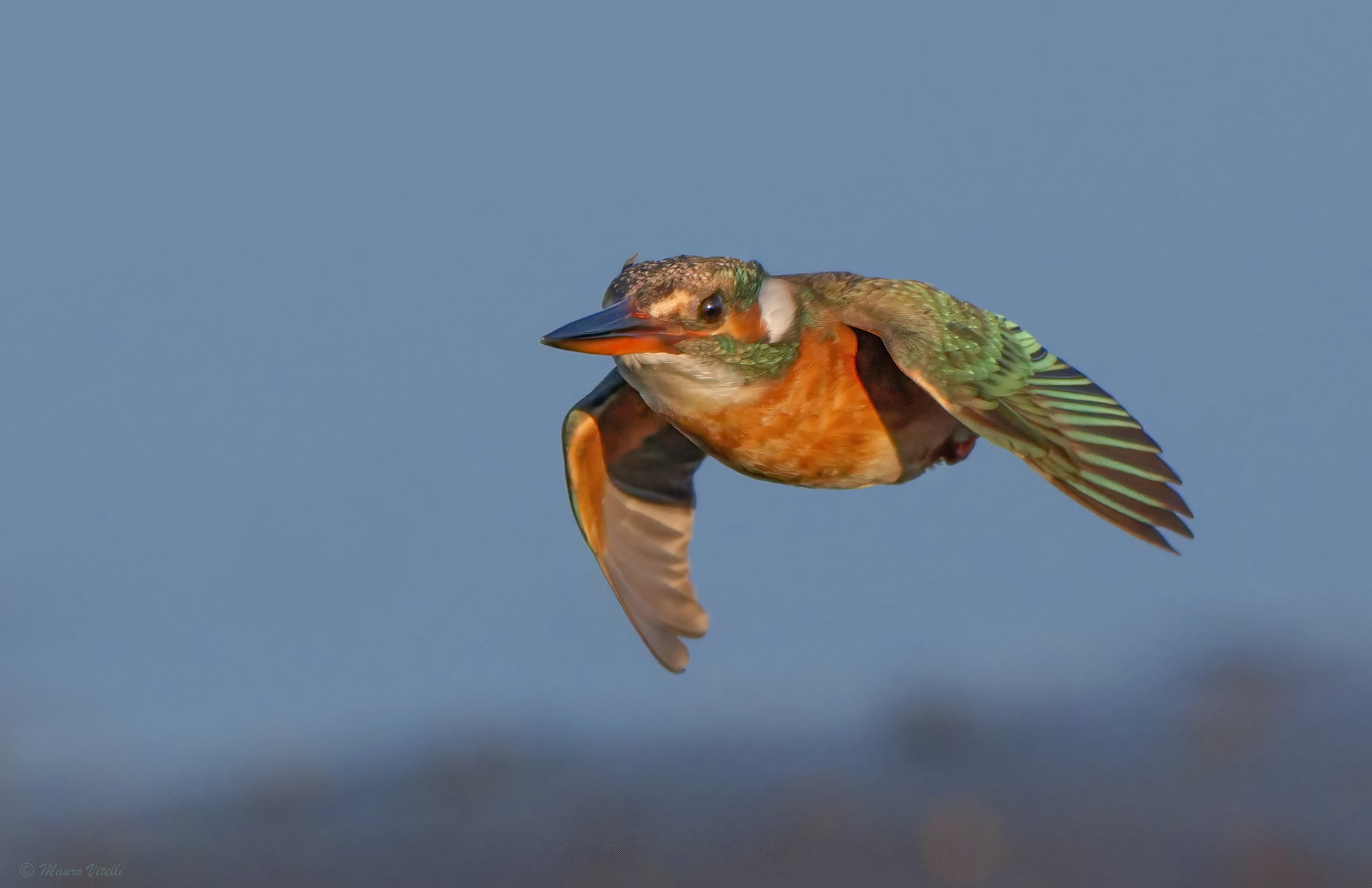 Kingfisher
