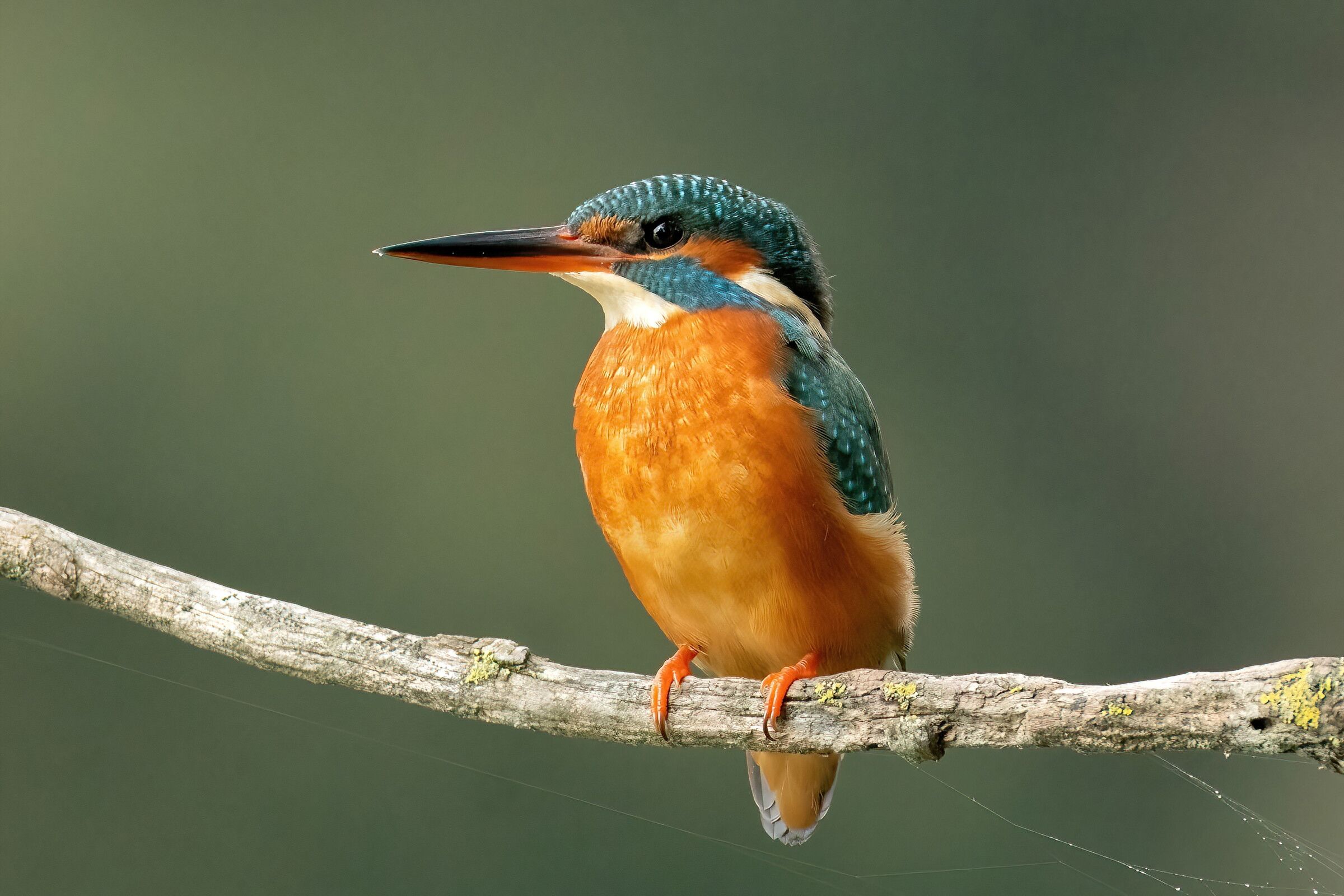 Kingfisher