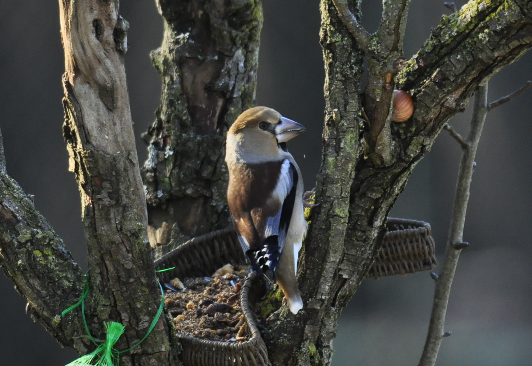 hawfinch