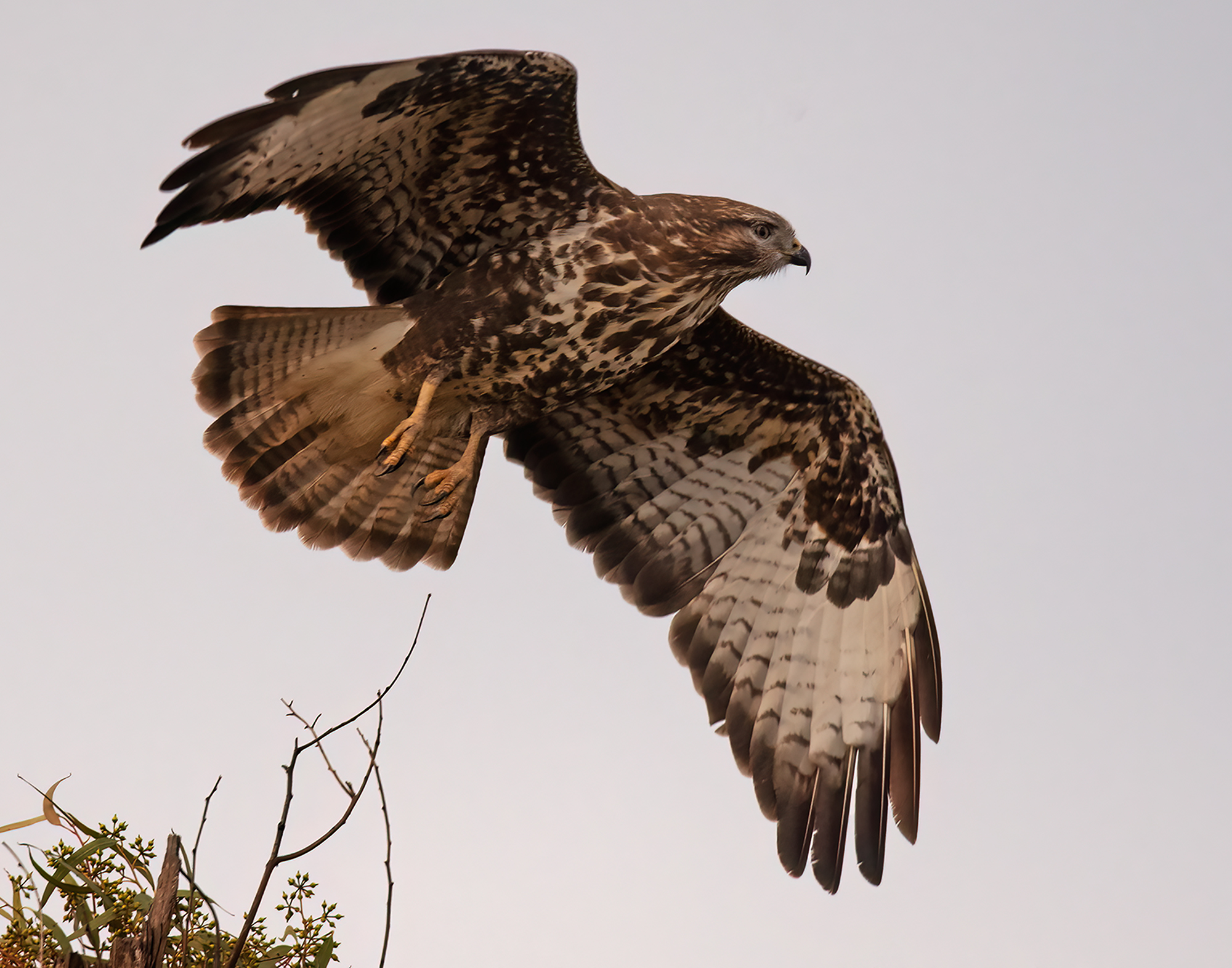 buzzard