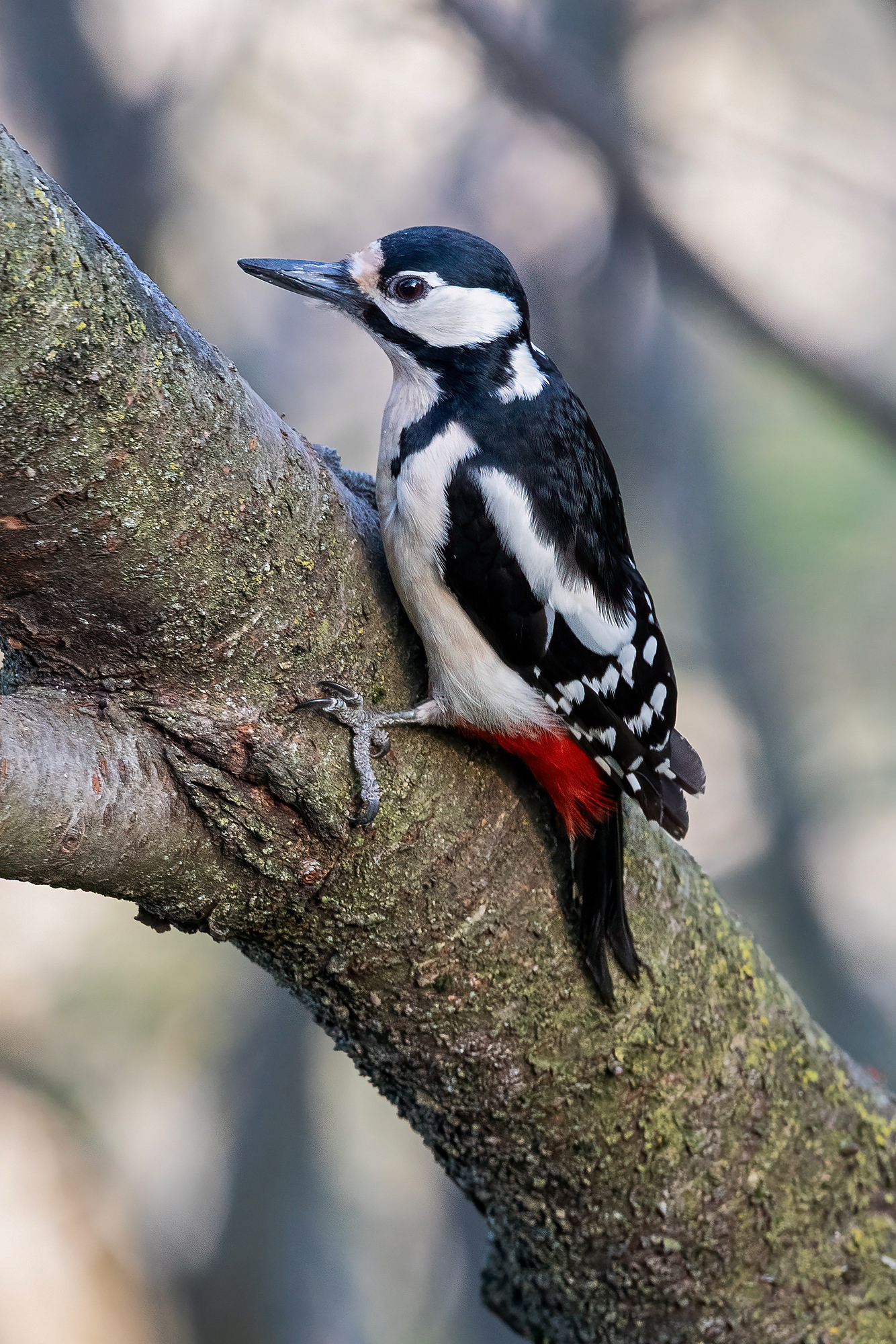 Spotted woodpecker