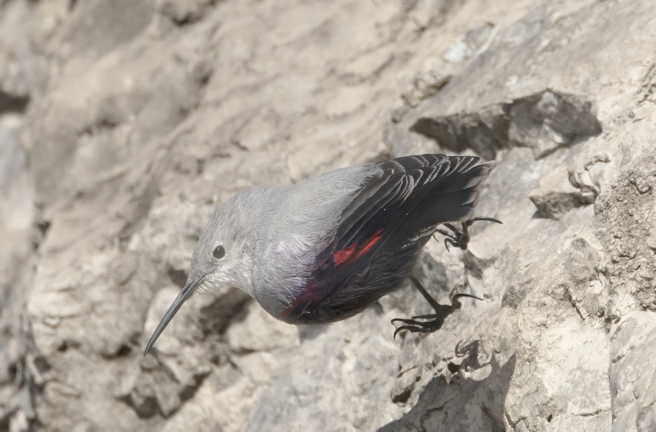 in partenza dalla falesia, picchio muraiolo 27 dicembre