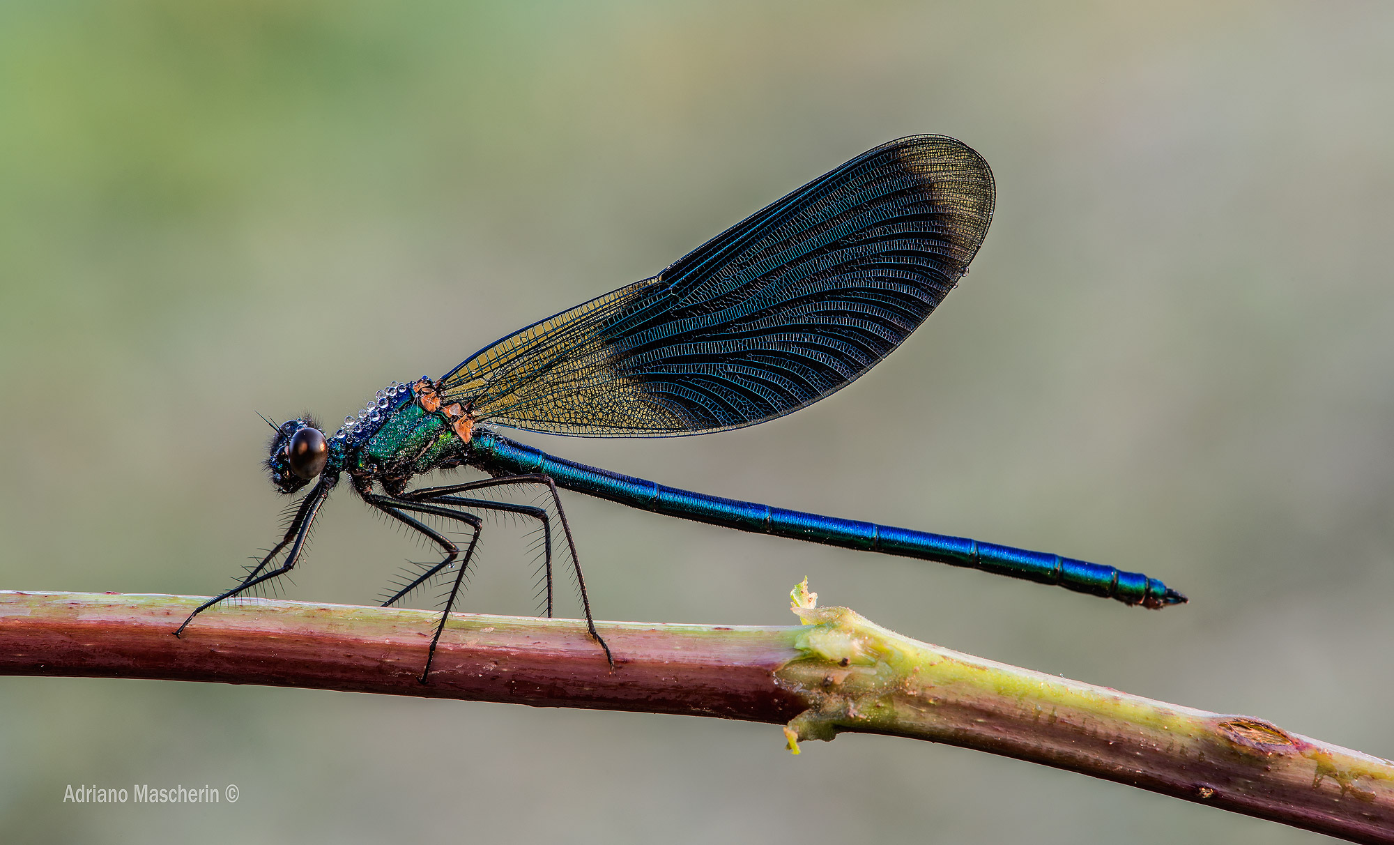 Calopteryx Splendens