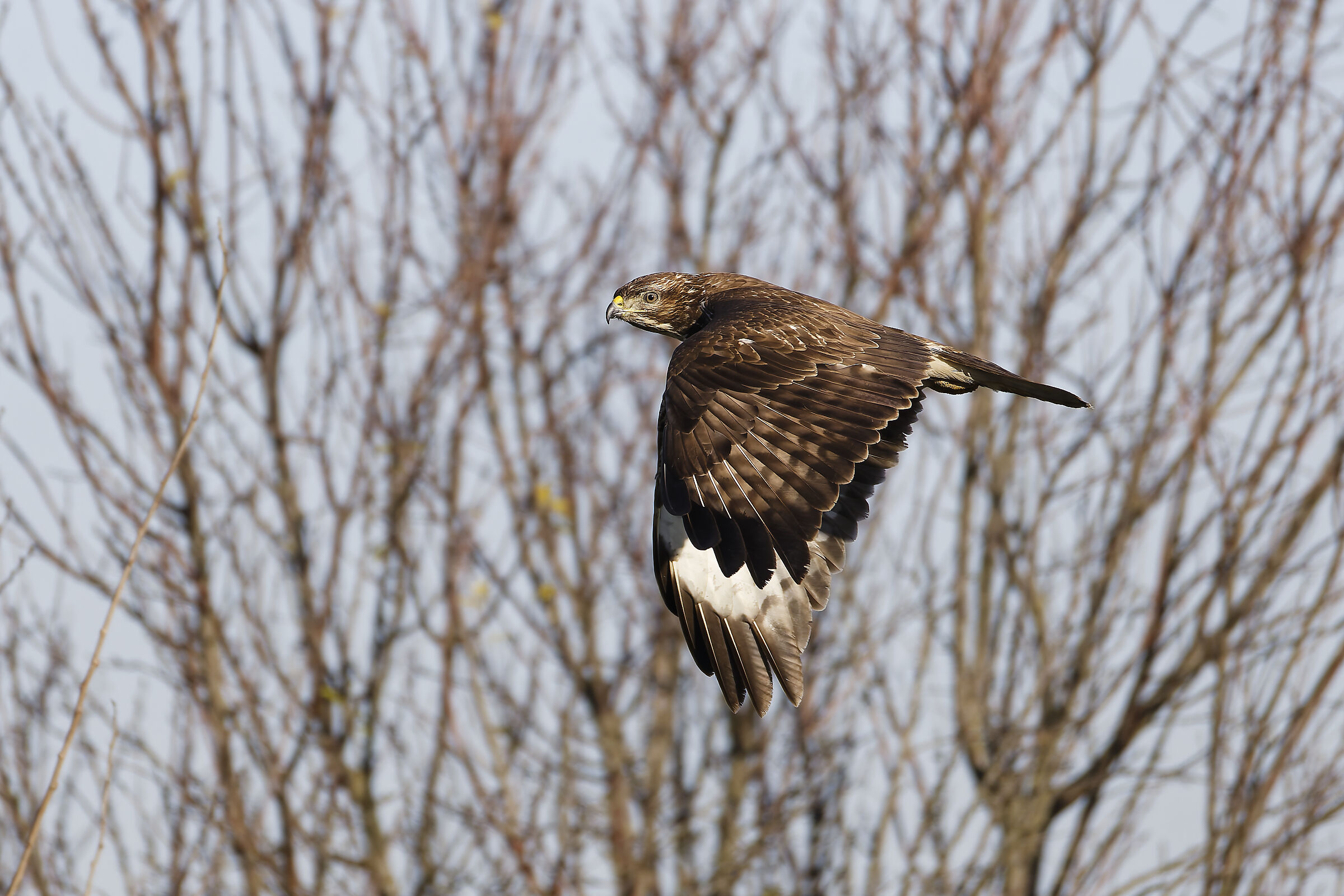 Buzzard hunting
