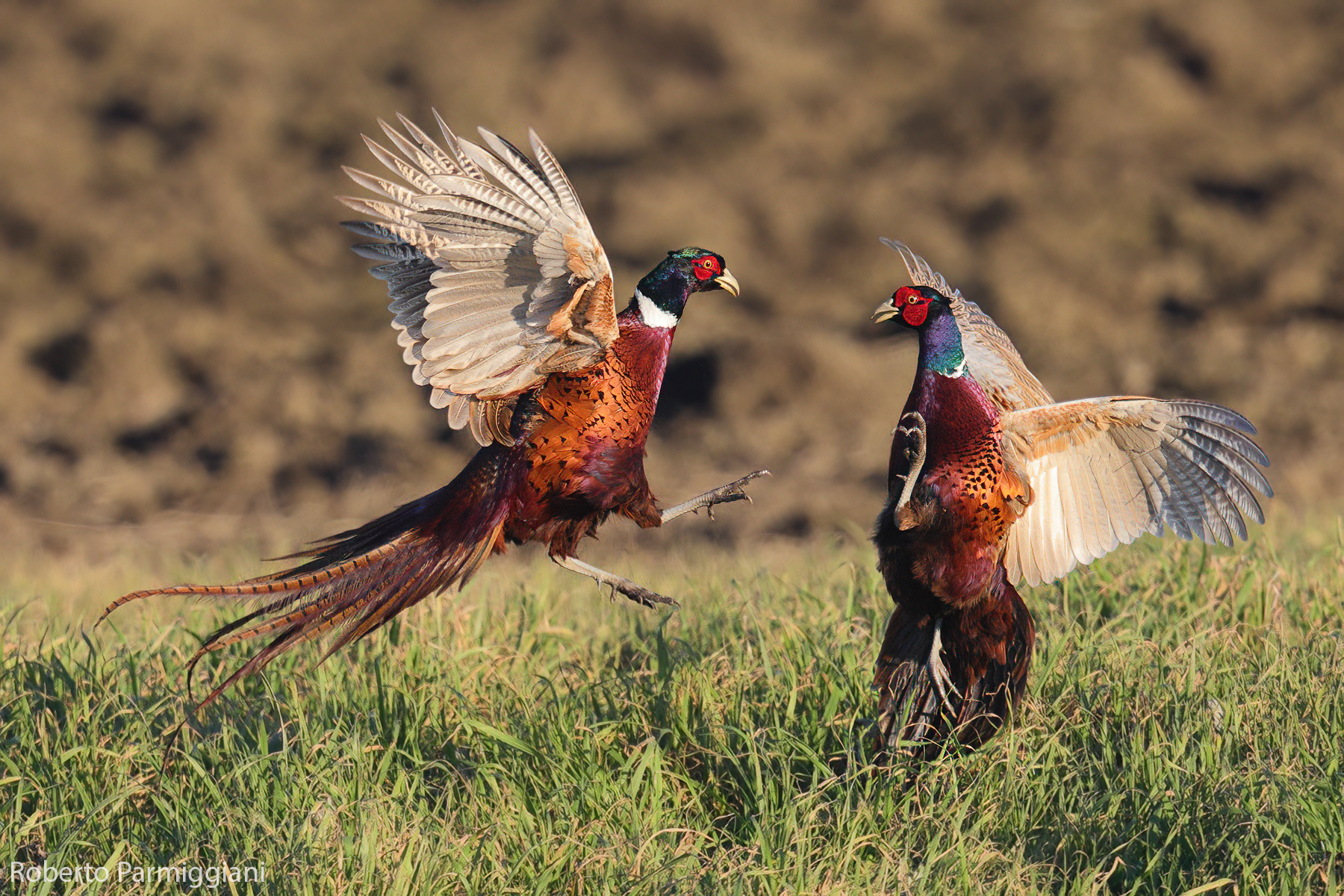 Lotte territoriali 3