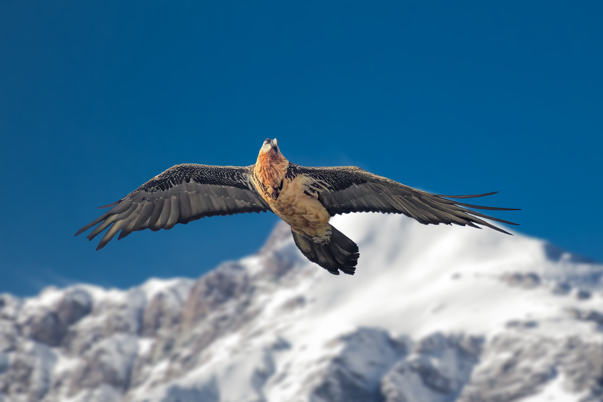 Gipeto adulto (Gypaetus barbatus)