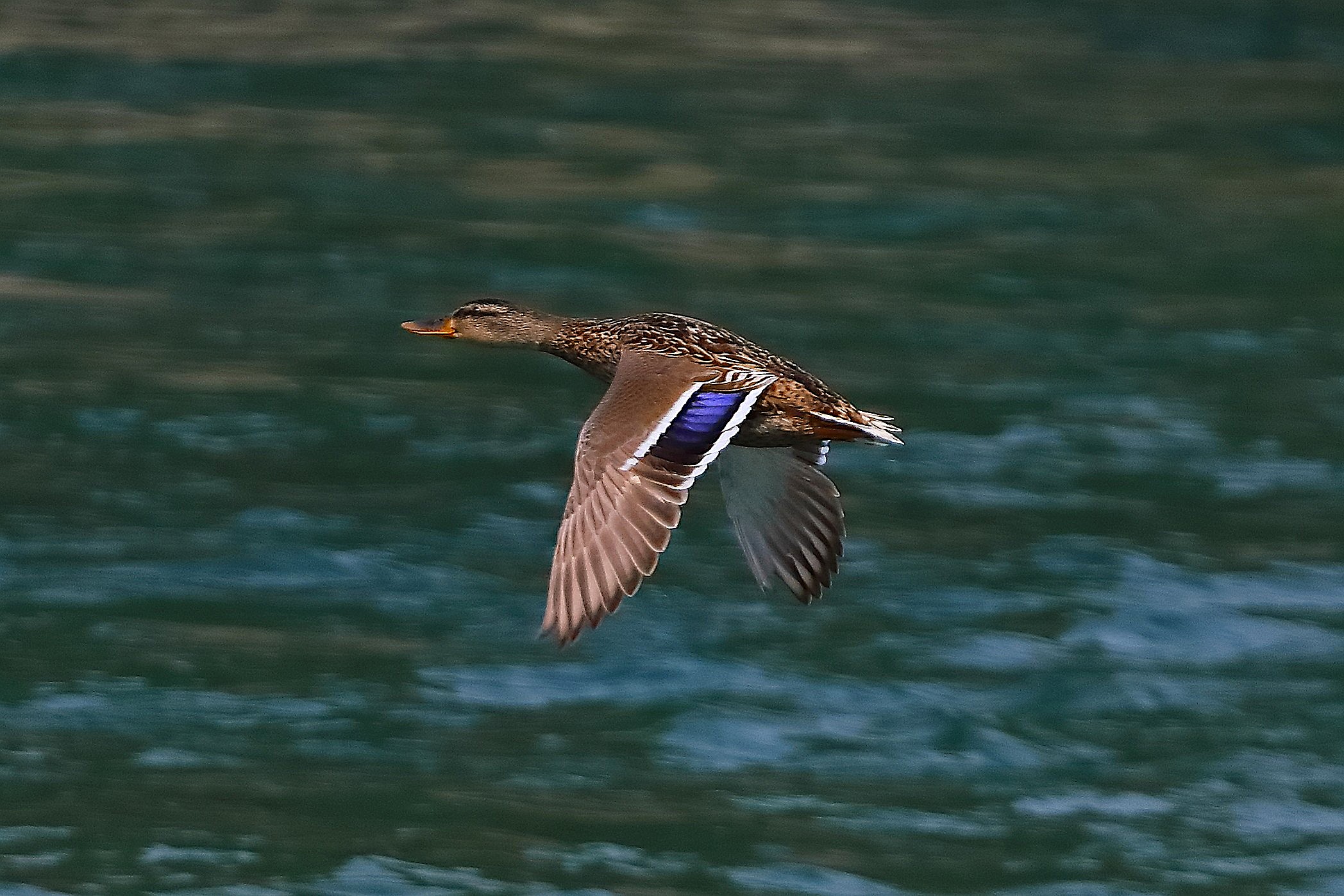 Germano R F 07 agosto 2024 - 0076