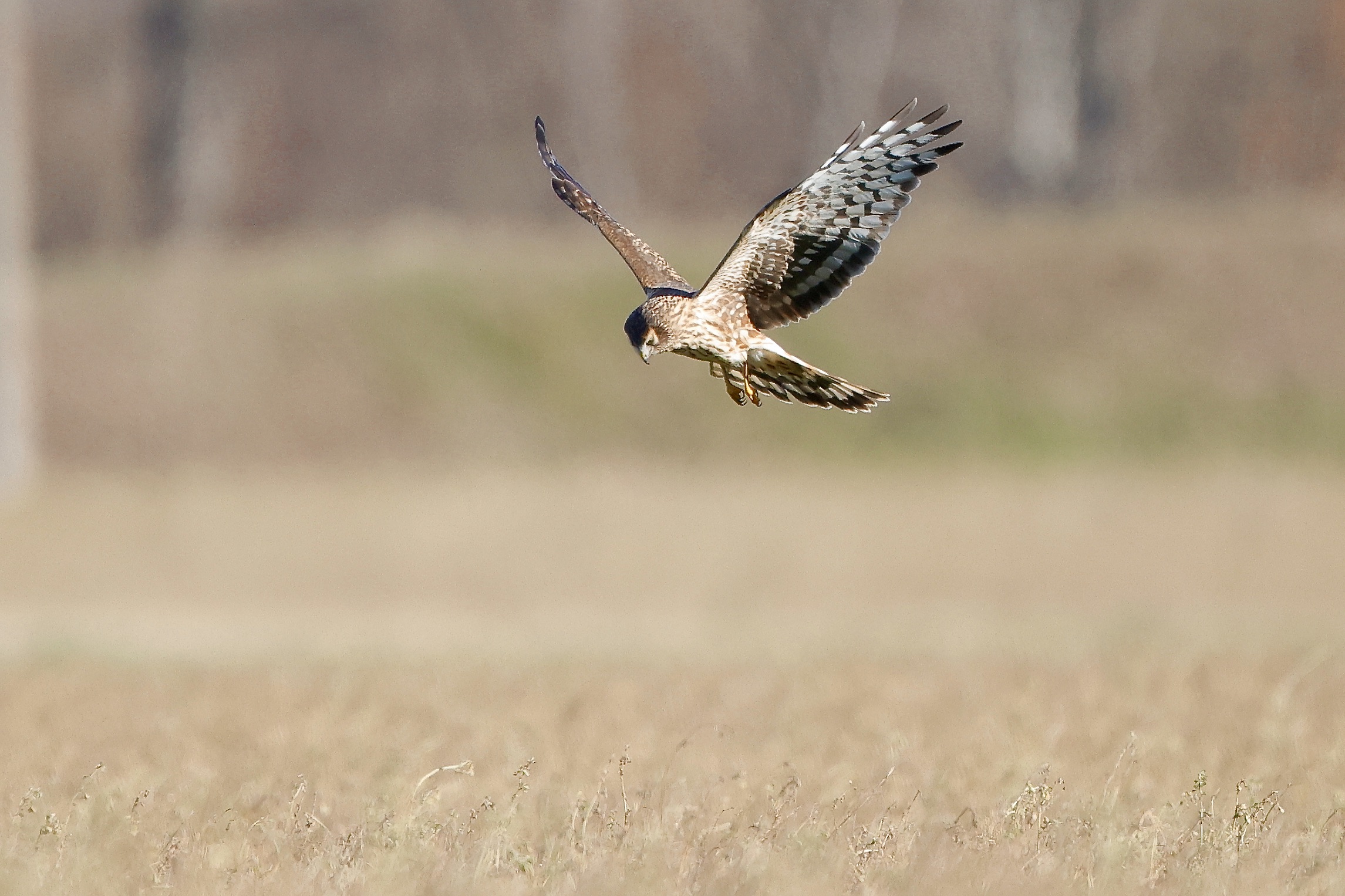 Veneto hen harrier hunting