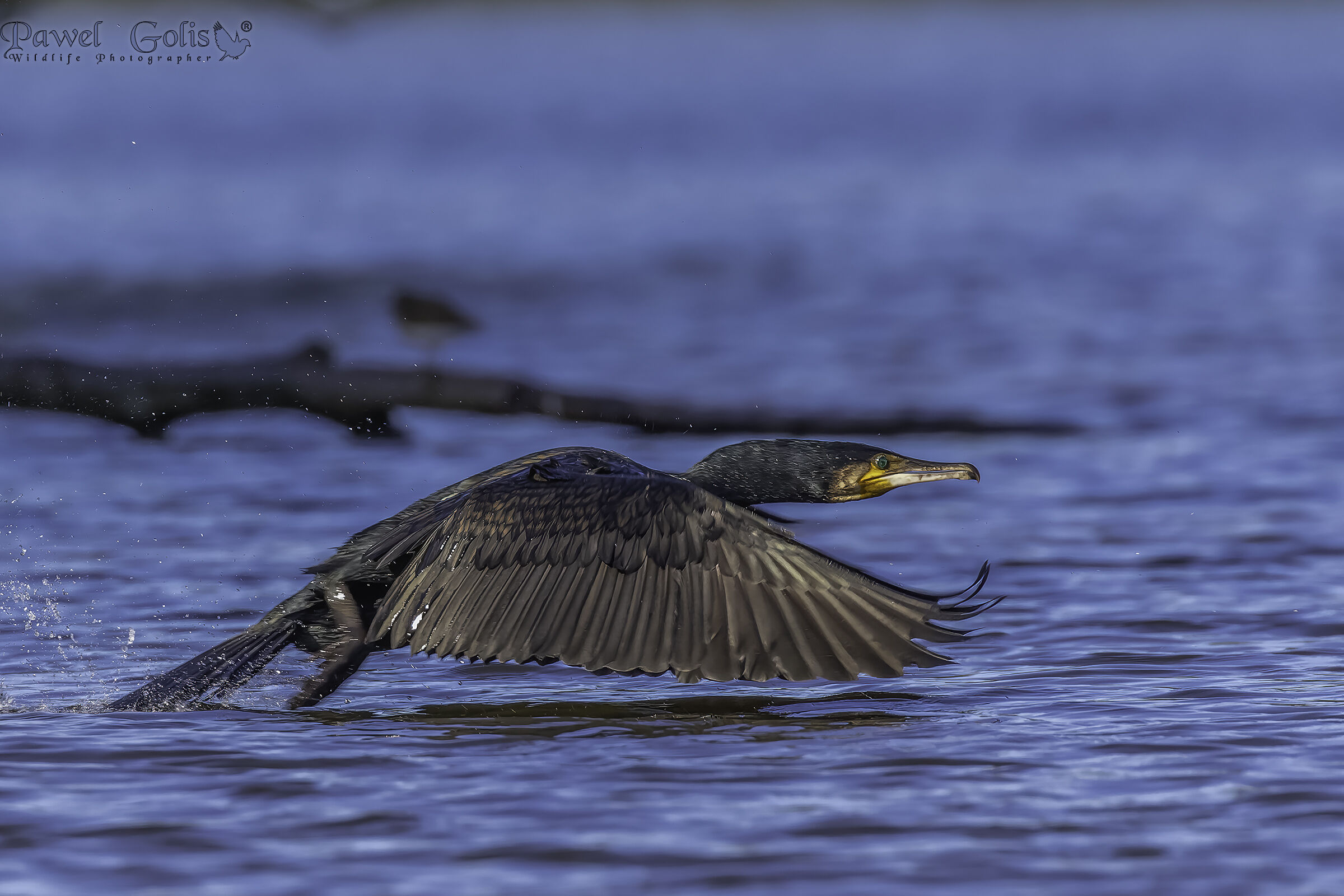 Cormorano maggiore (Phalacrocorax carbo)