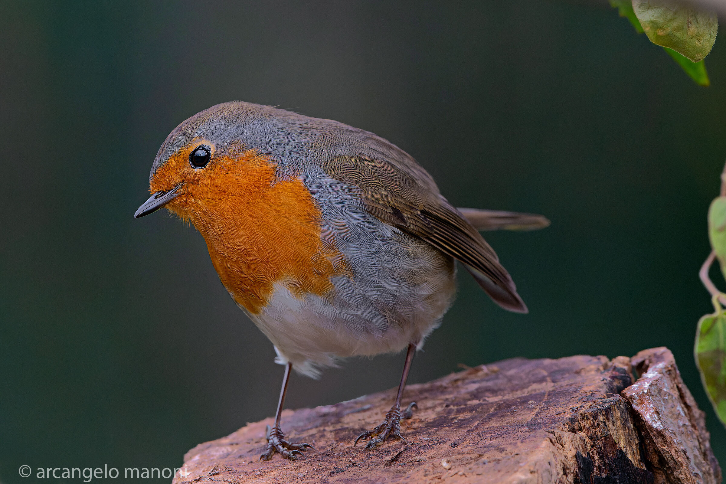 Portrait of Robin