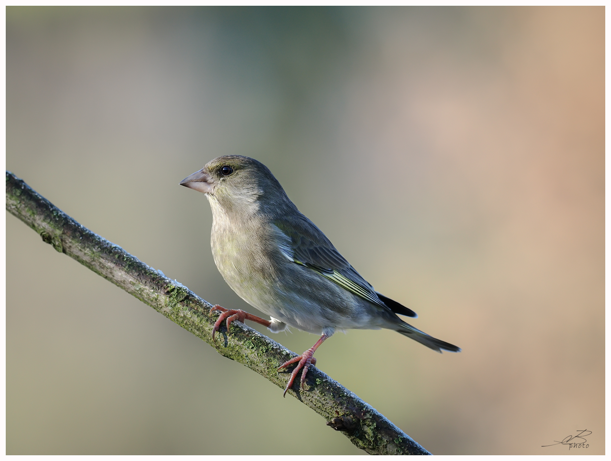 Greenfinch