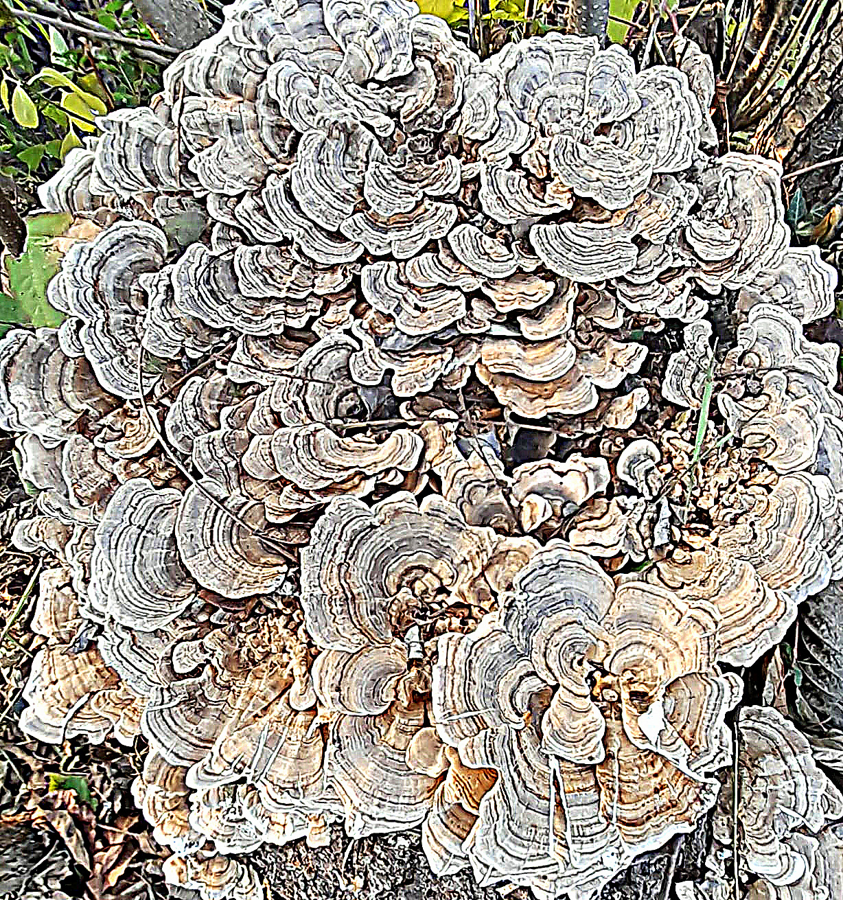 Trametes versicolors