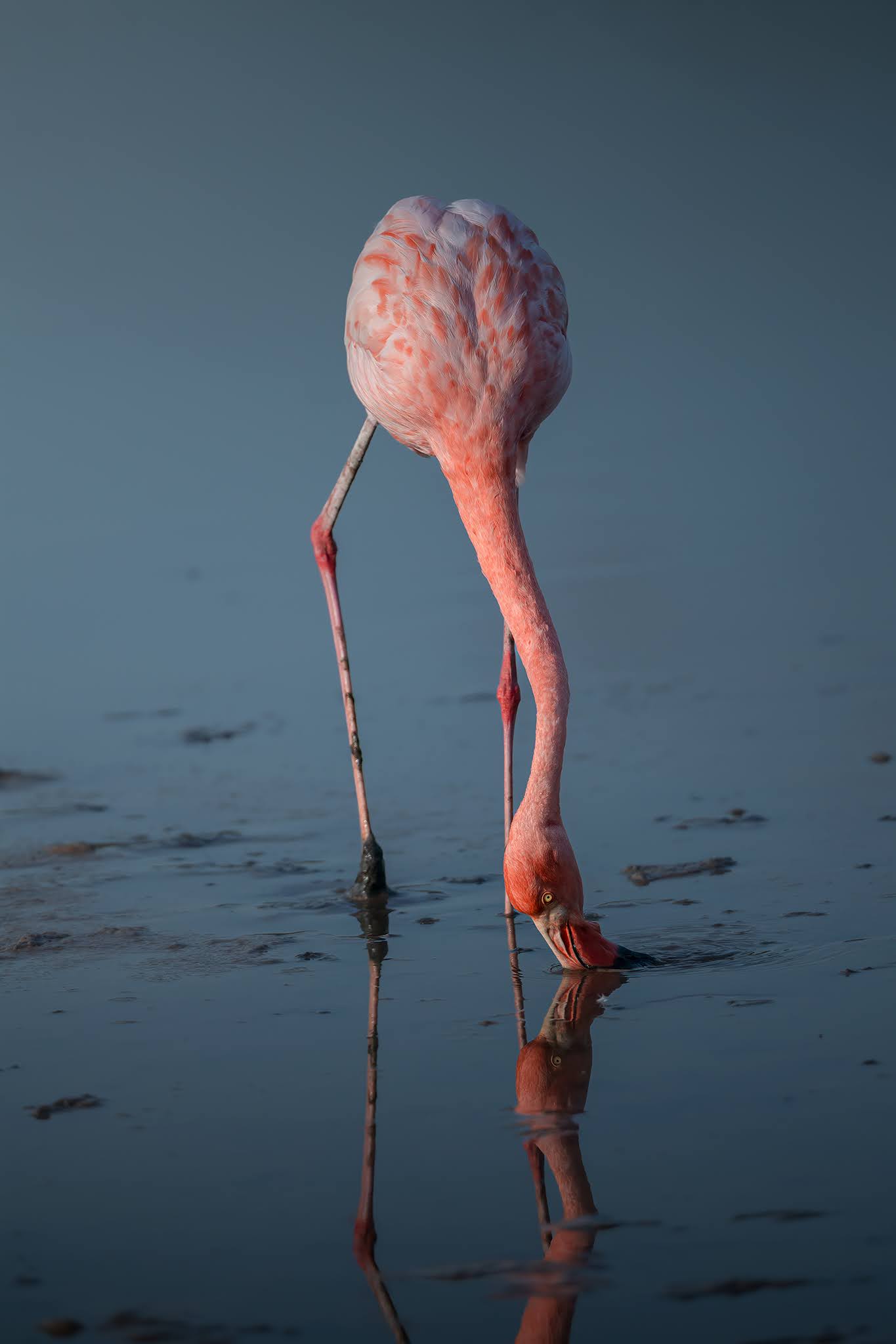 Red flamingo
