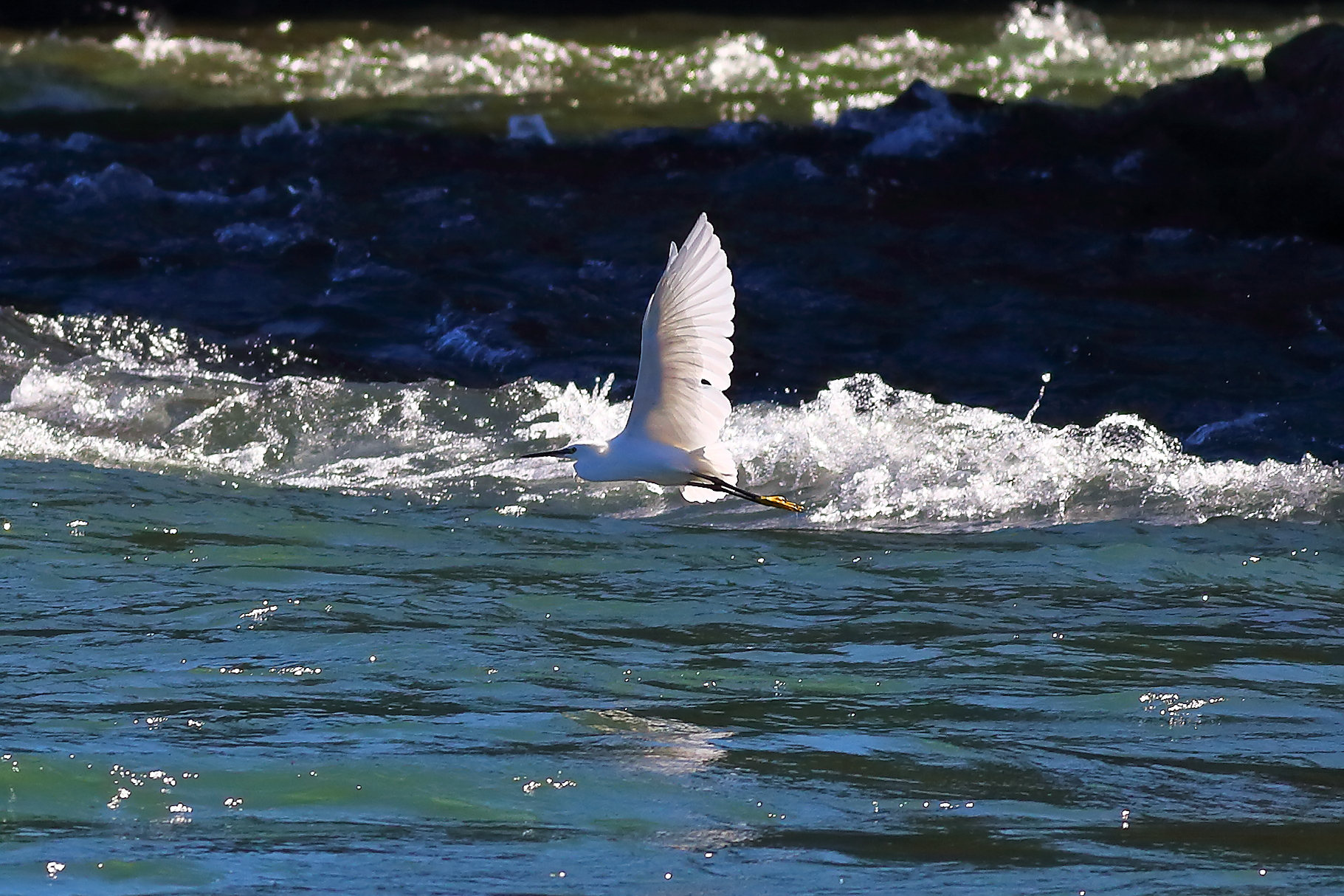 Garzetta 09 settembre 2024 - 0062