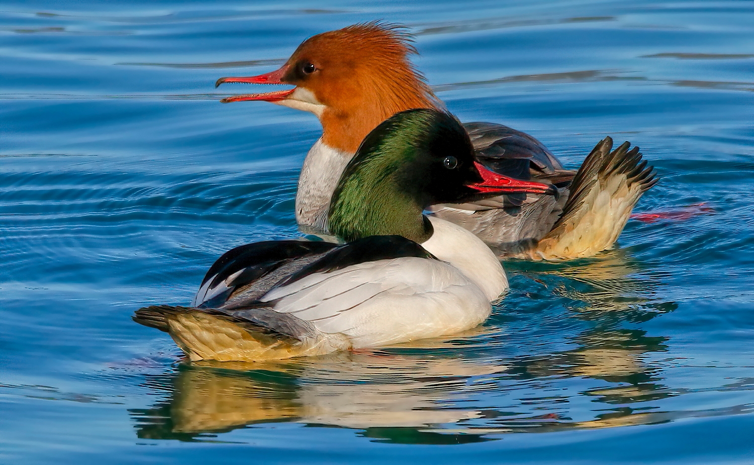 Eurasian Mergansers
