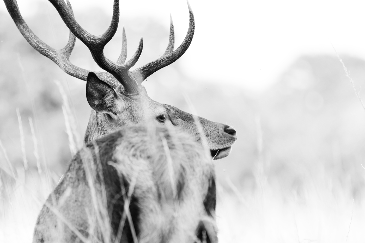Deer