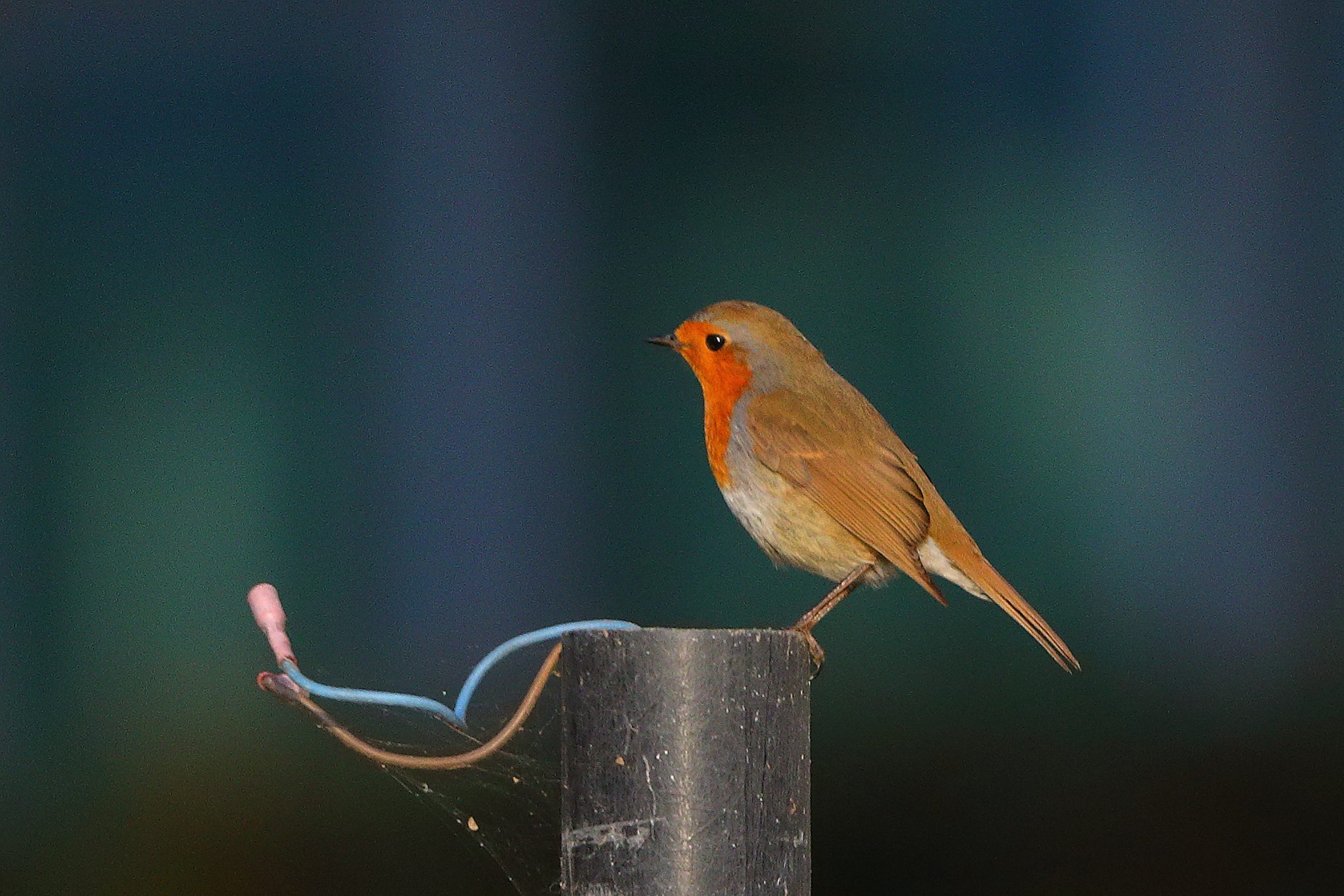 Pettirosso 05 dicembre 2024 - 0020