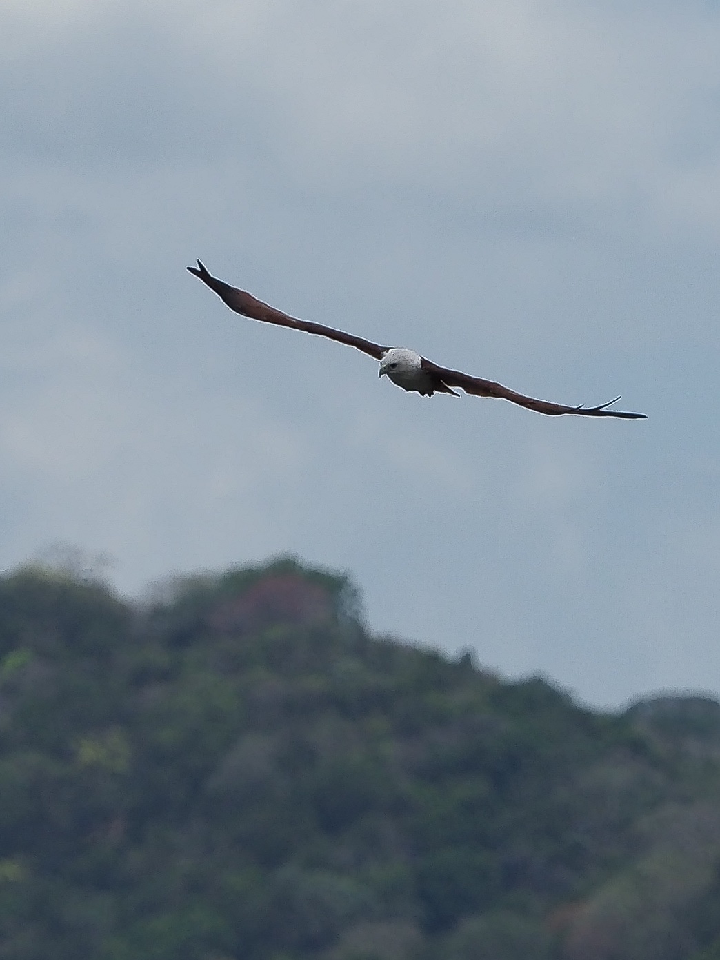Aquila pescatrice - primi tentativi avifauna