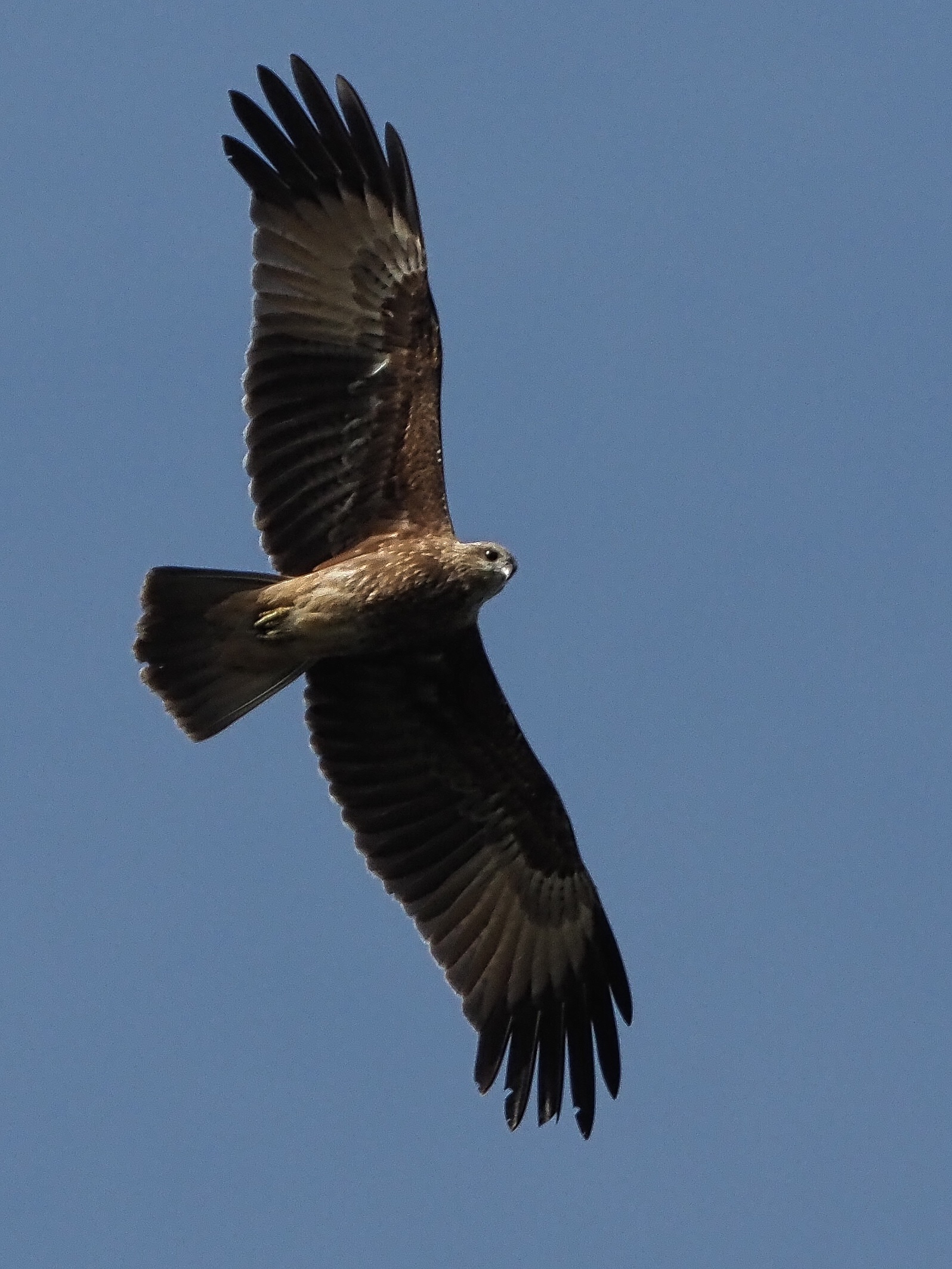 Nibbio bruno - primi tentativi avifauna