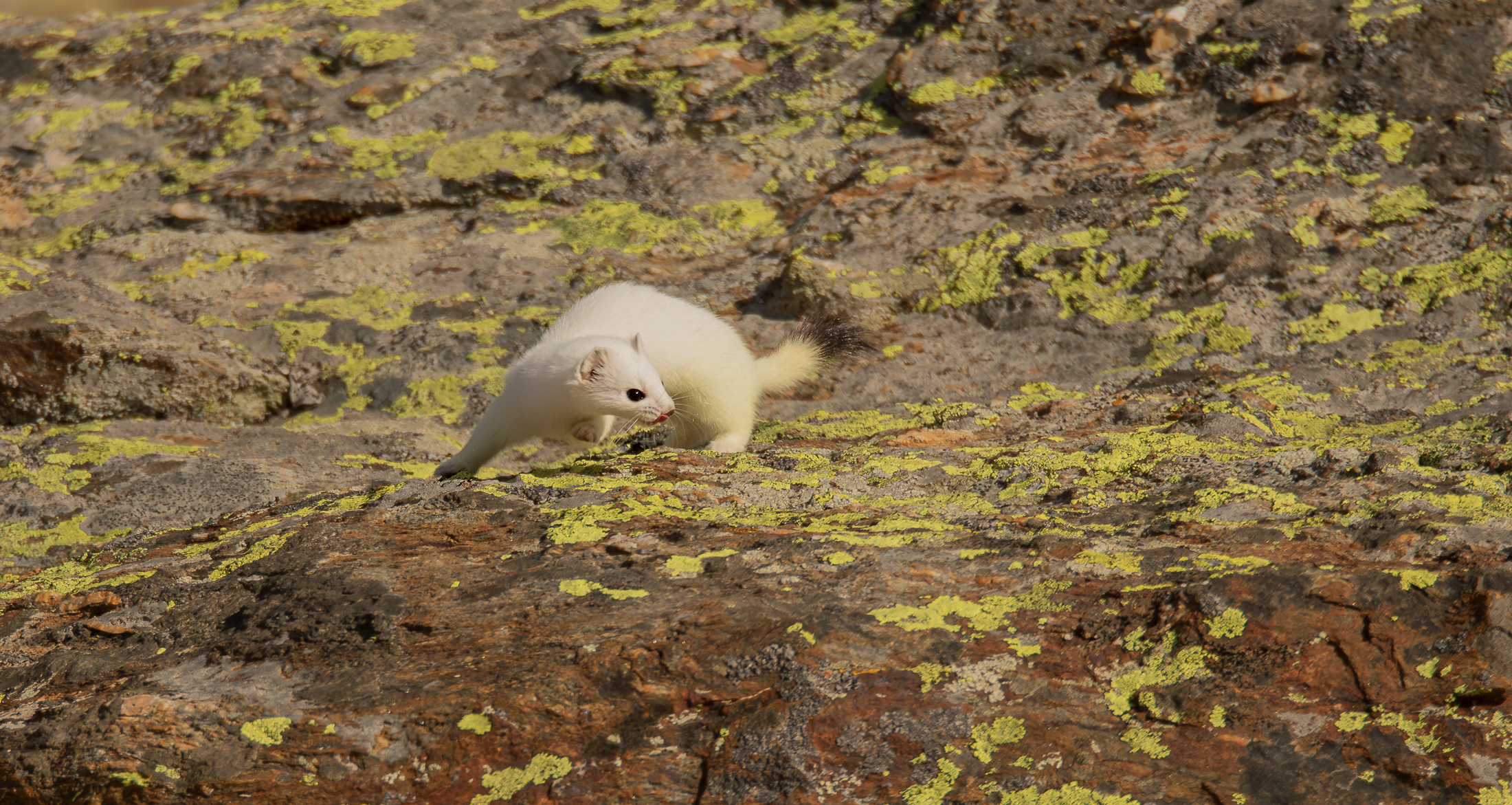 Ermine