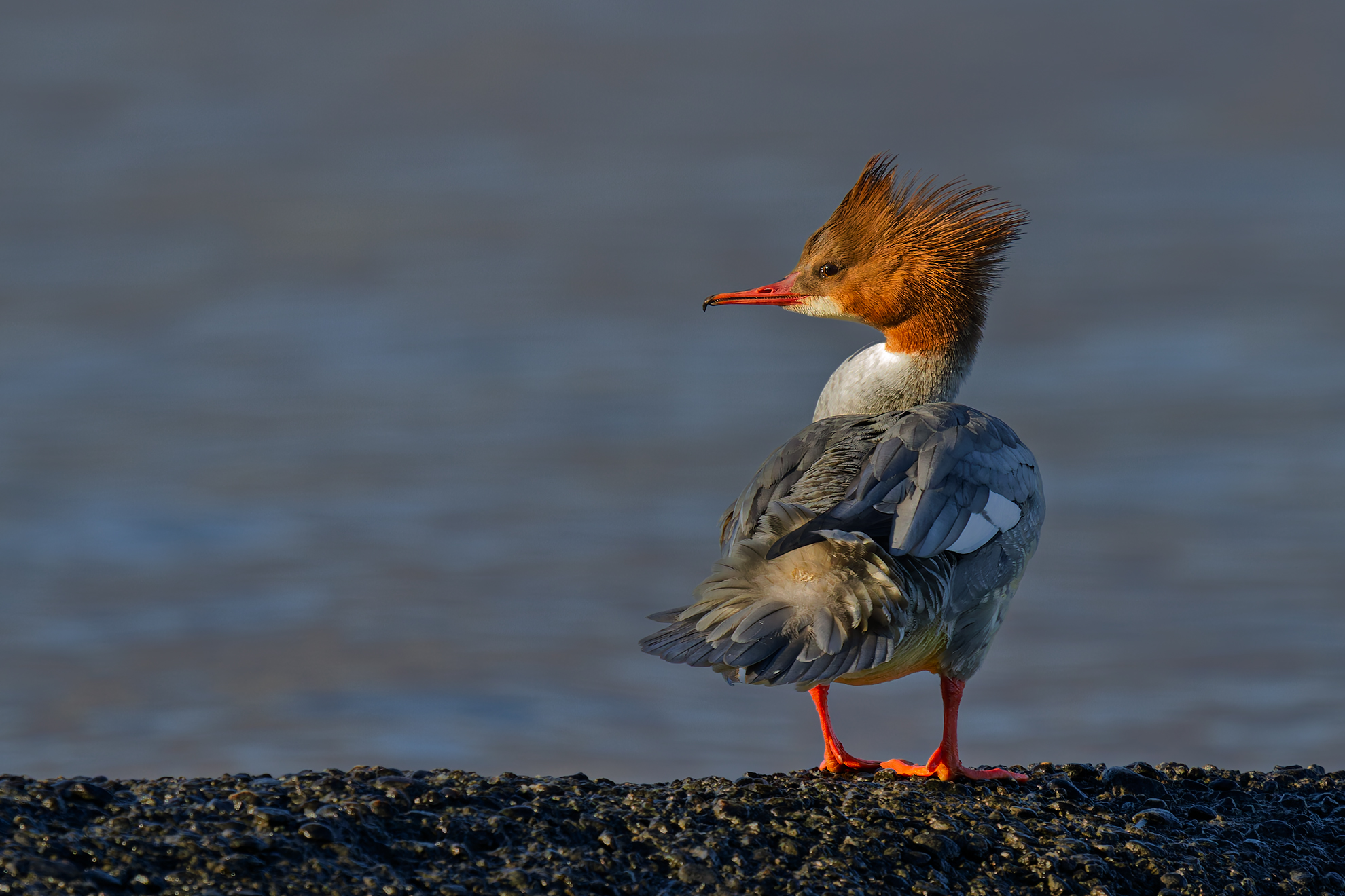Great Merganser