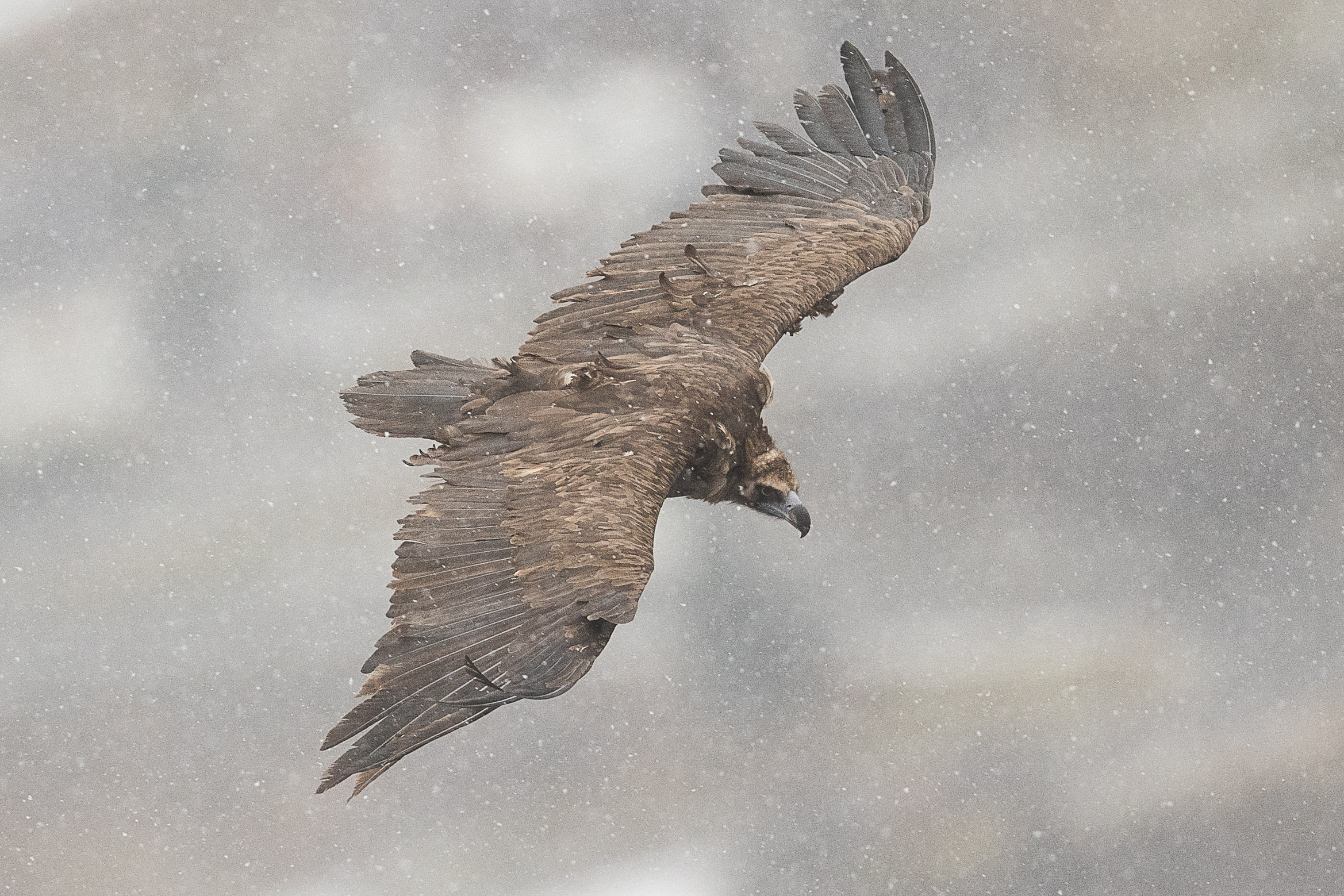 Vulture monk in the storm