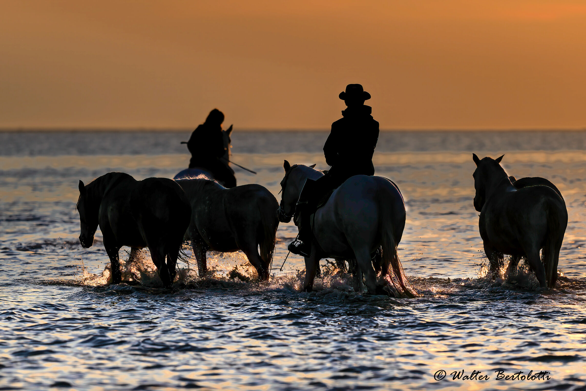 life in the Camargue