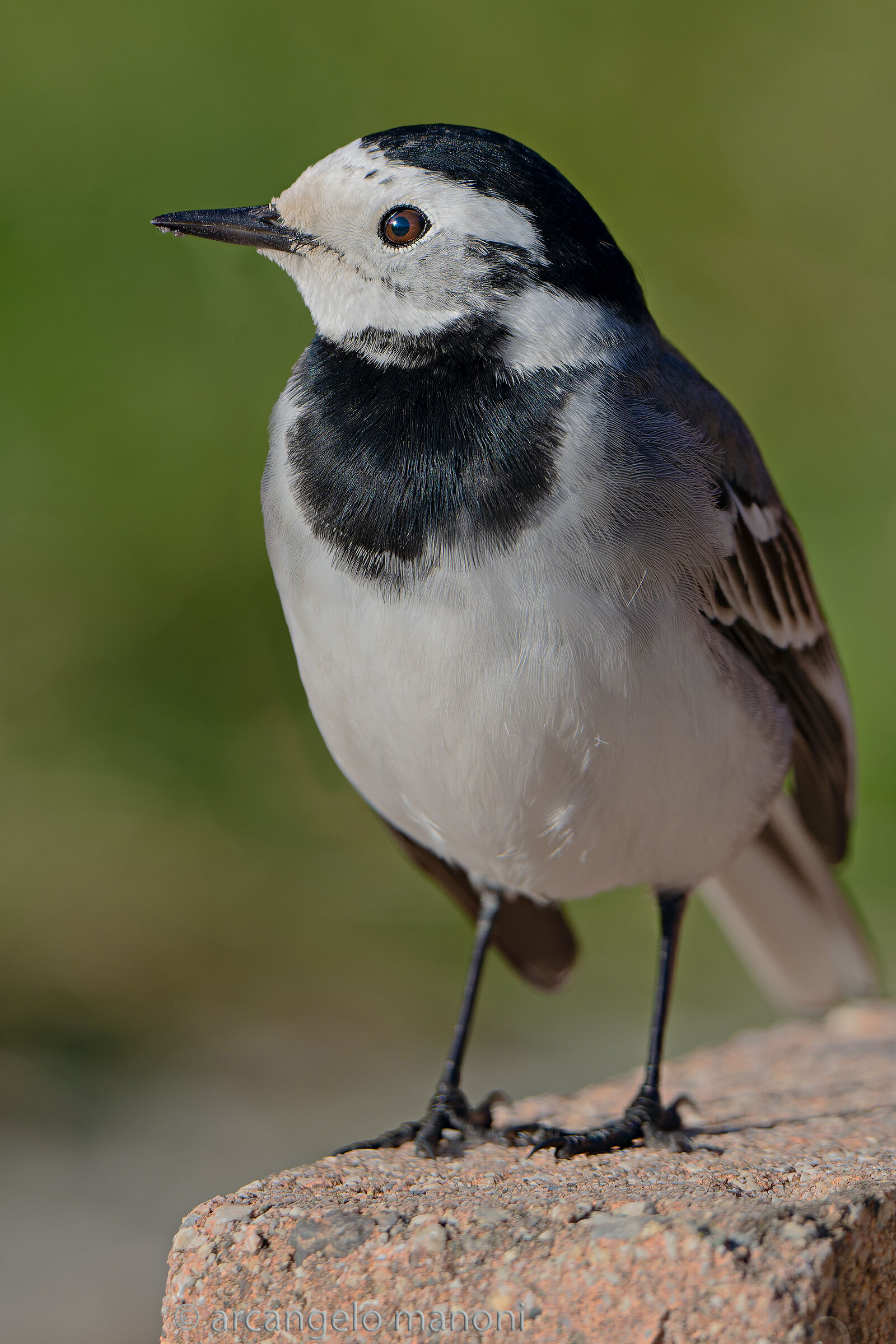 Motacilla Alba