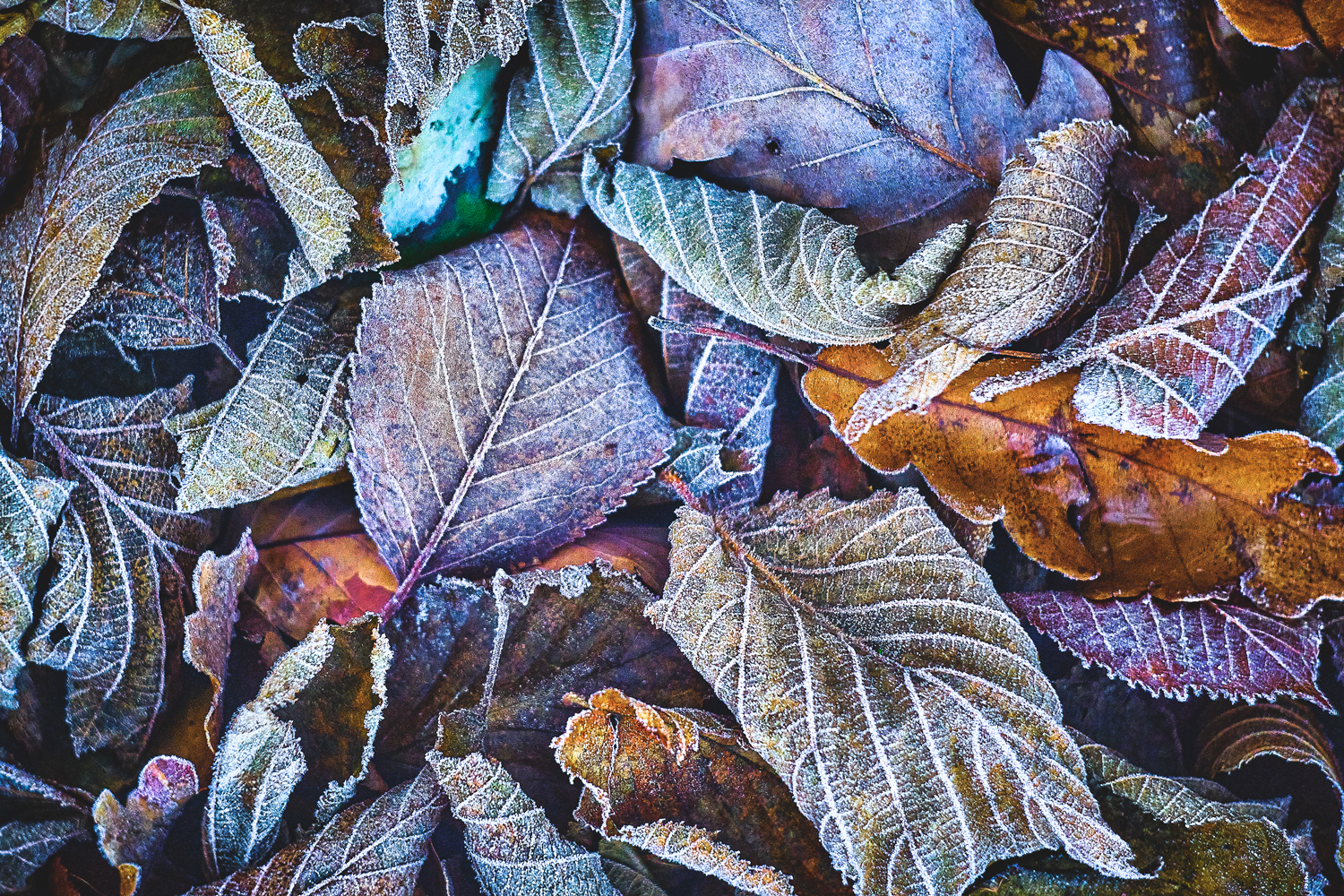 colors of autumn