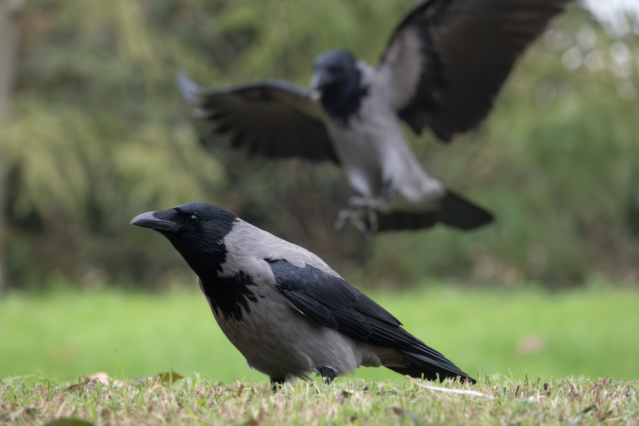 European Crow