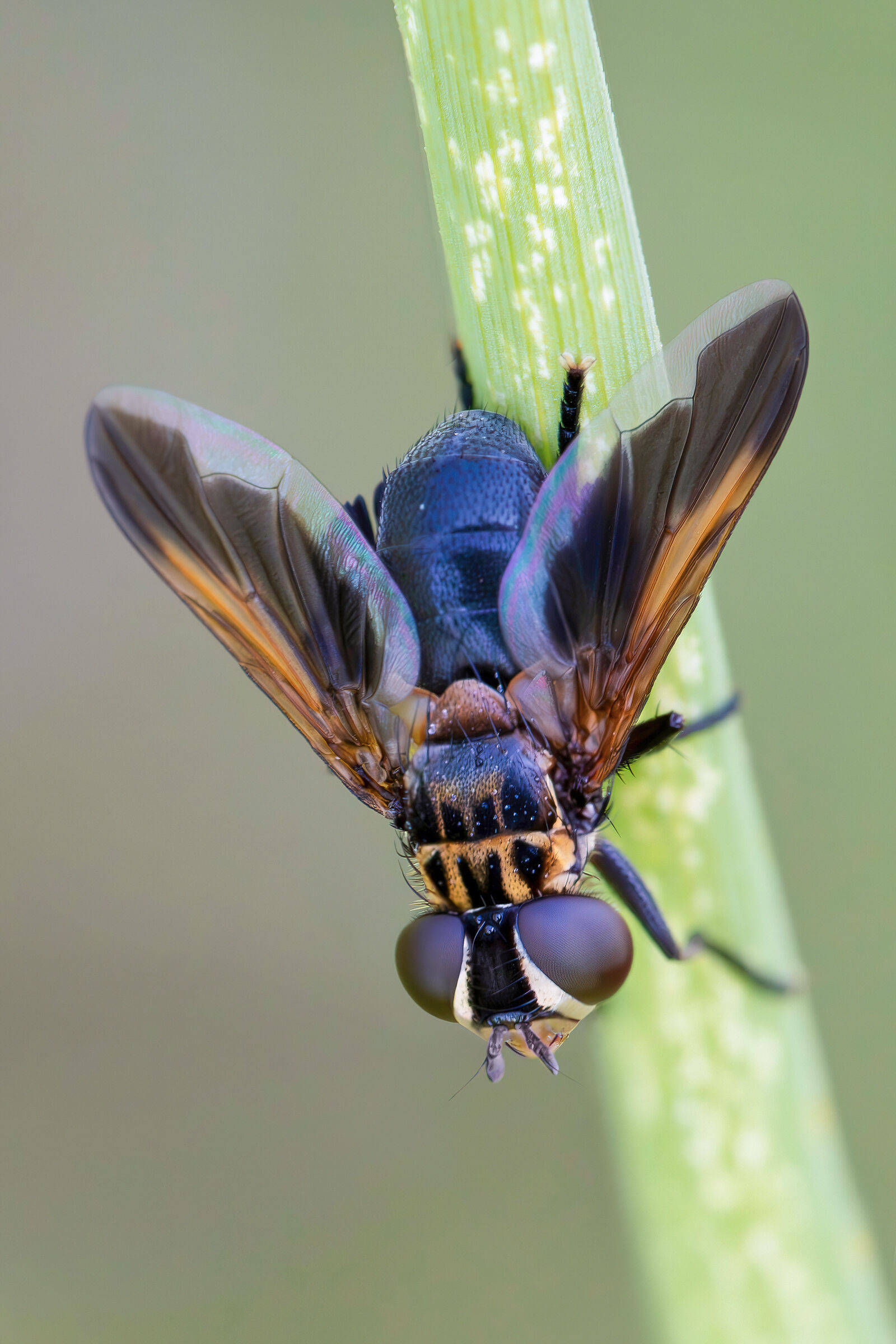 Trichopoda pictipennis