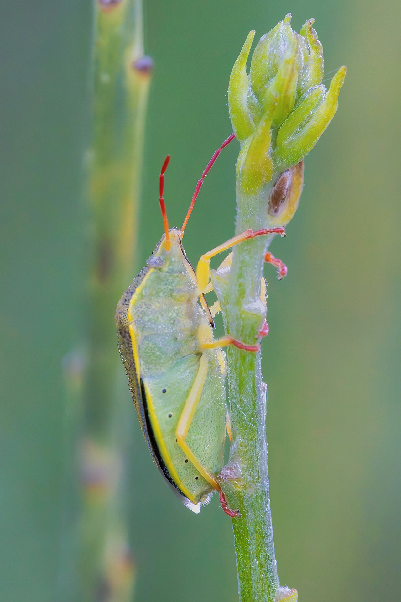 Piezodorus lituratus