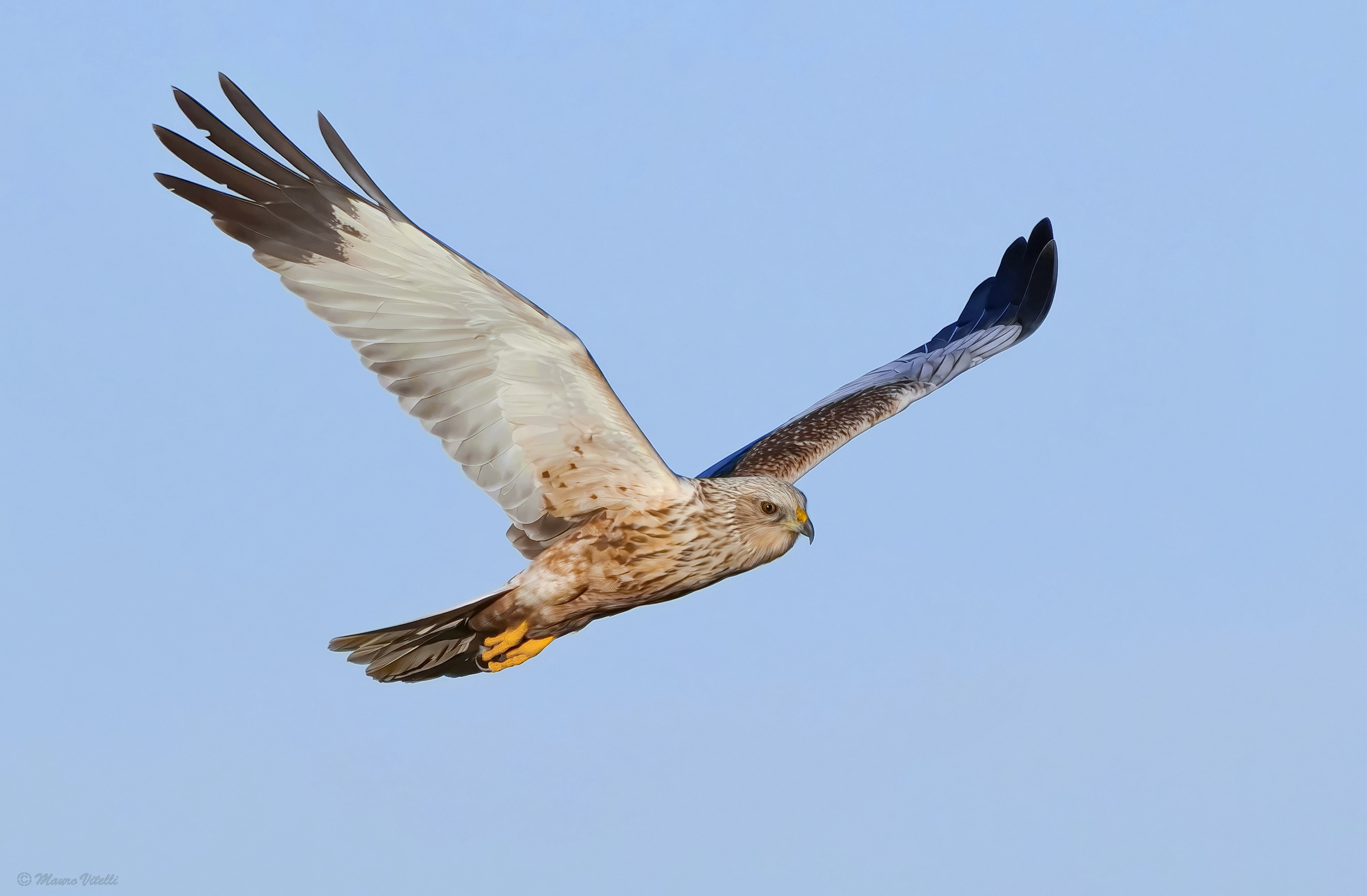 Male marsh harrier (Circus aeruginosus)