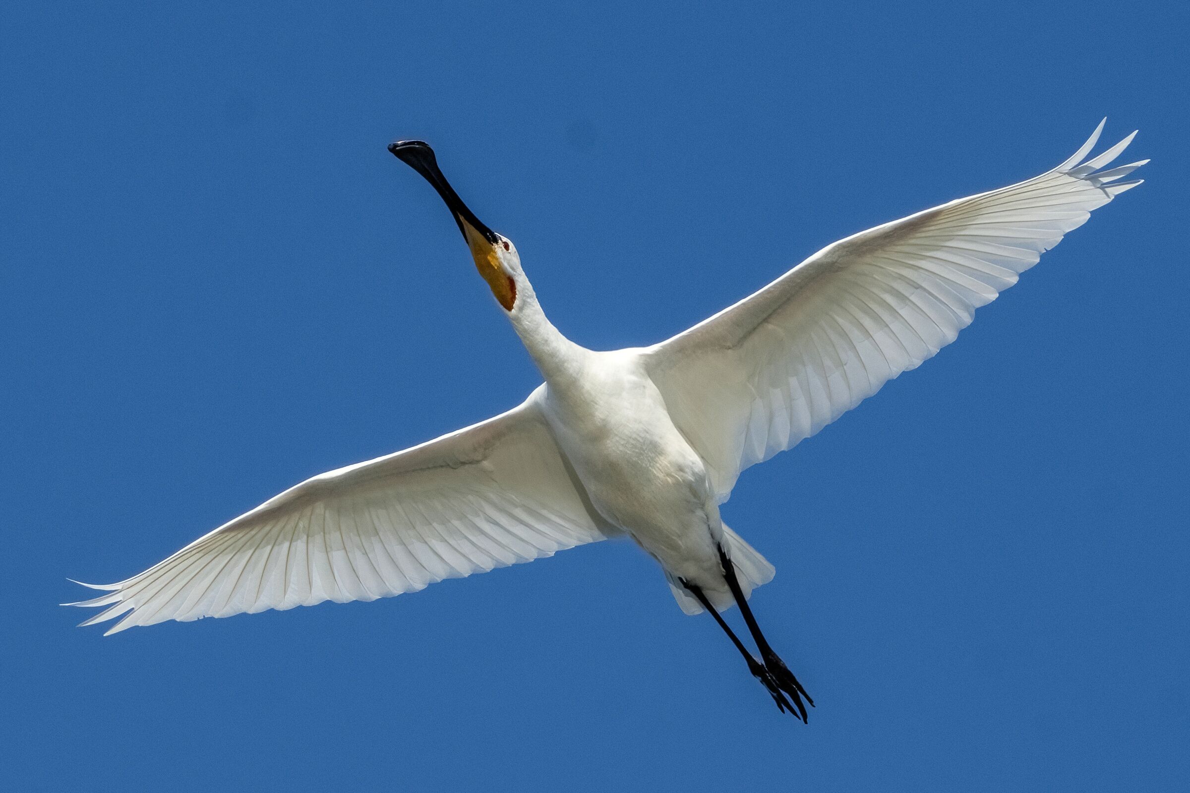 Spatola (Platalea leucorodia)