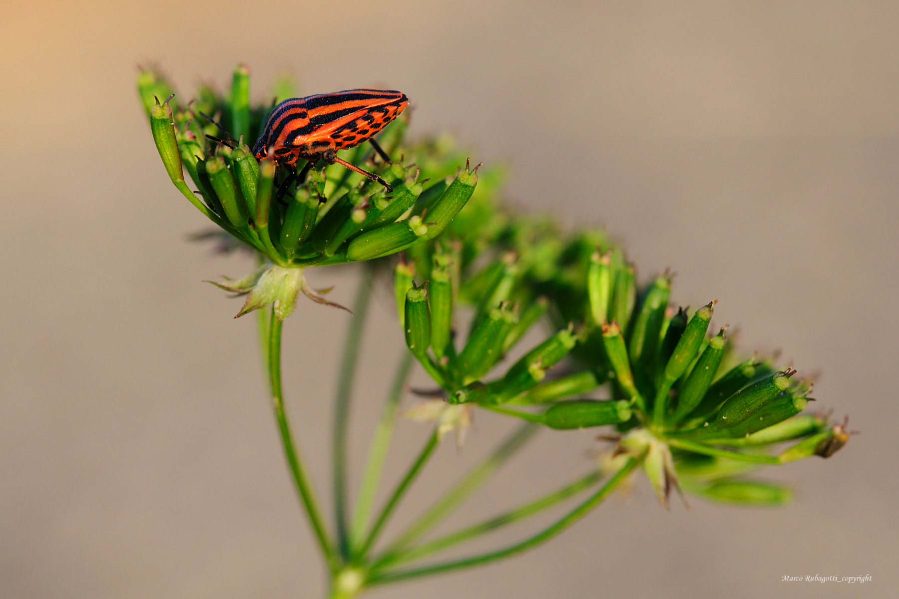 Graphosoma Lineatum