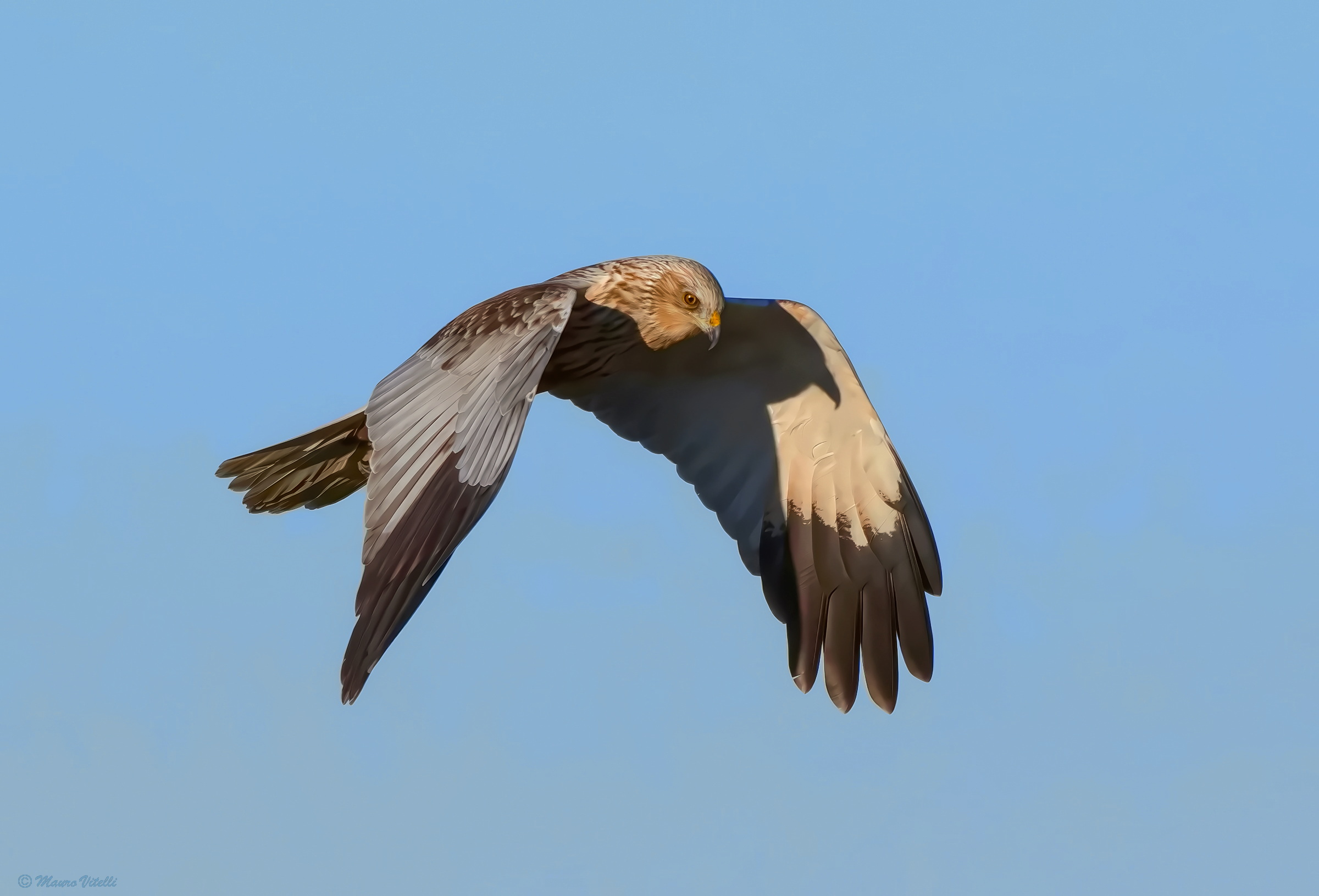 Male marsh harrier (Circus aeruginosus)