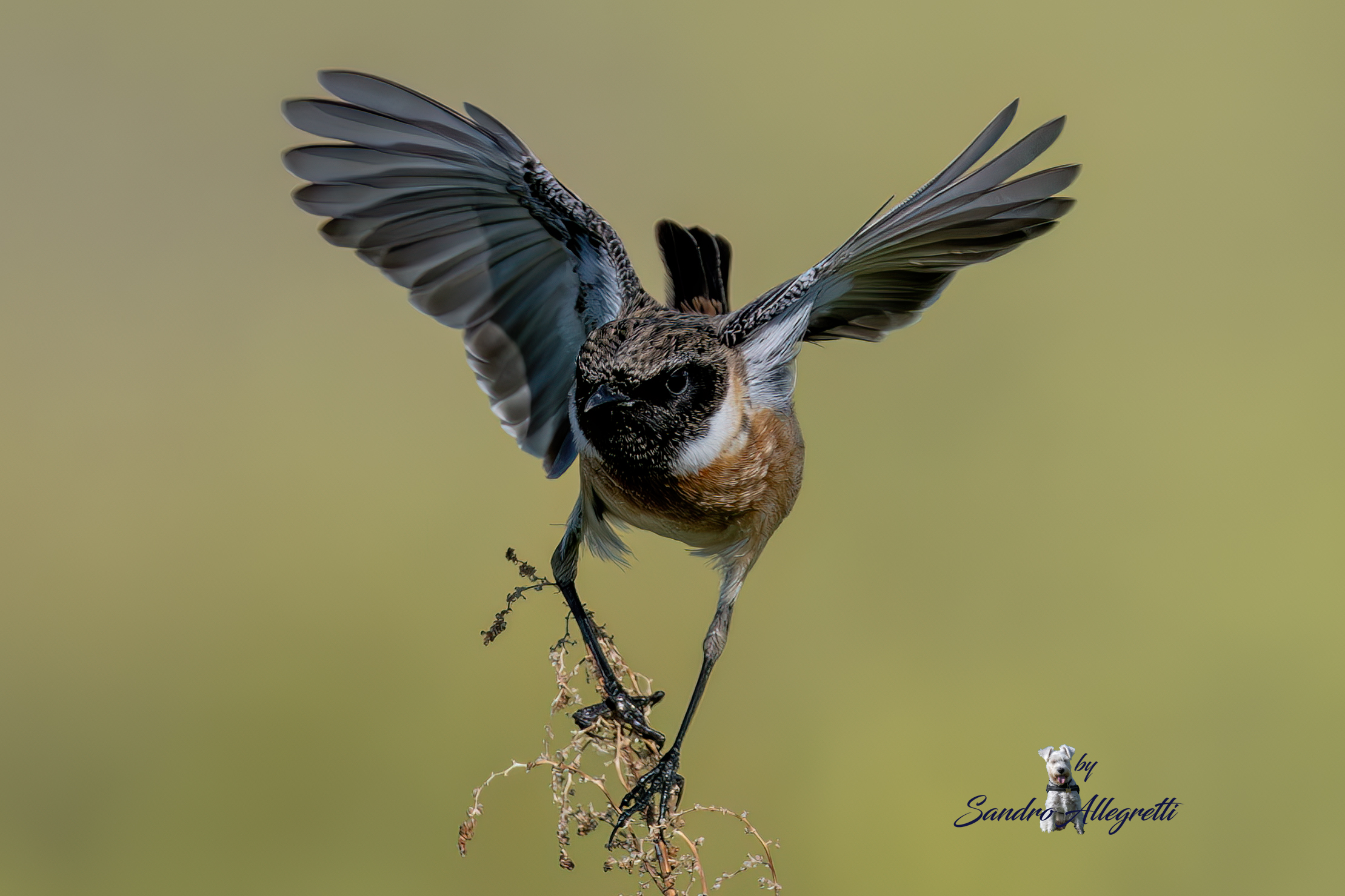 Il saltimpalo (Saxicola torquatus)