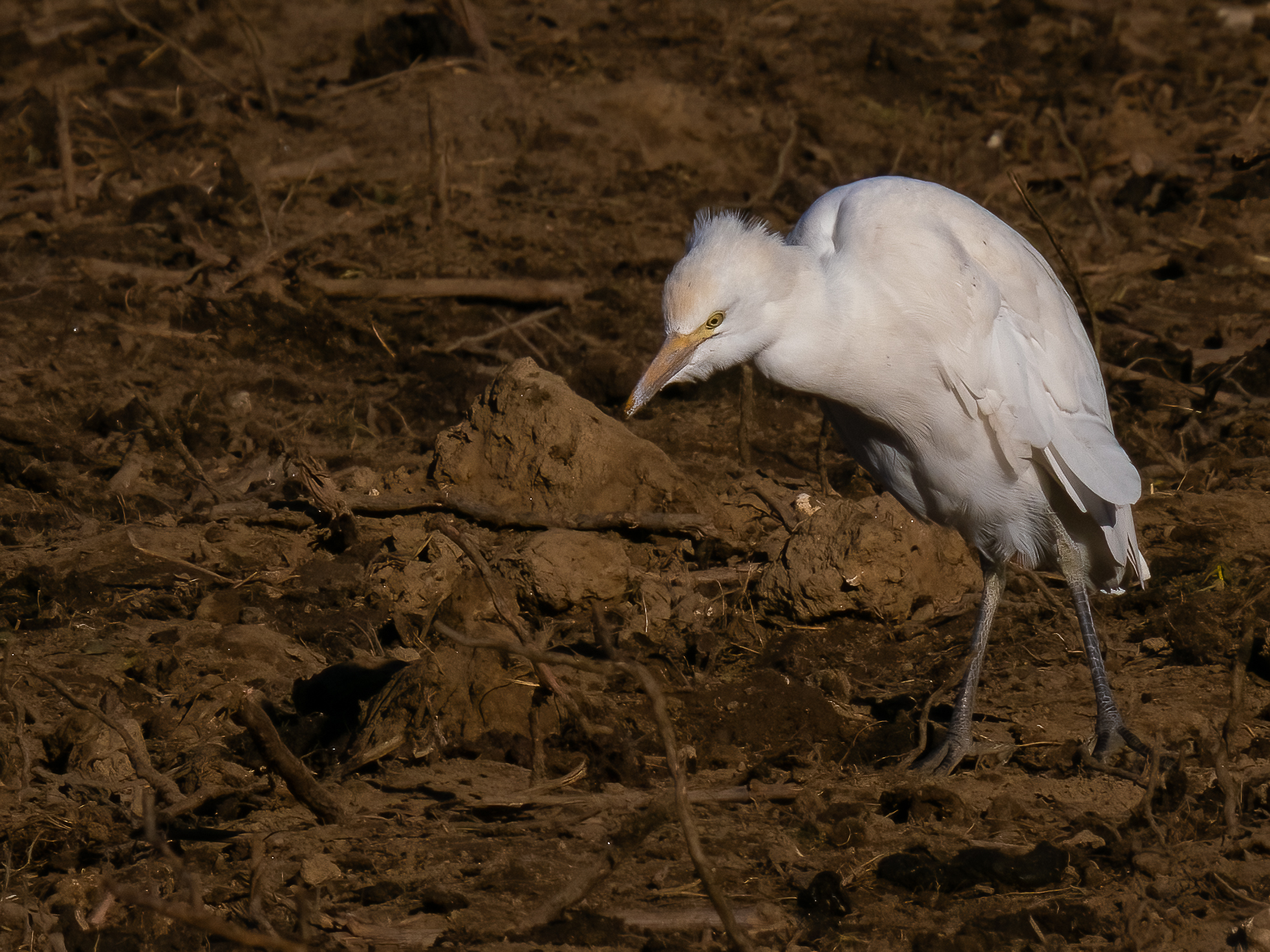 Bubulcus ibis (Cattle Egret)