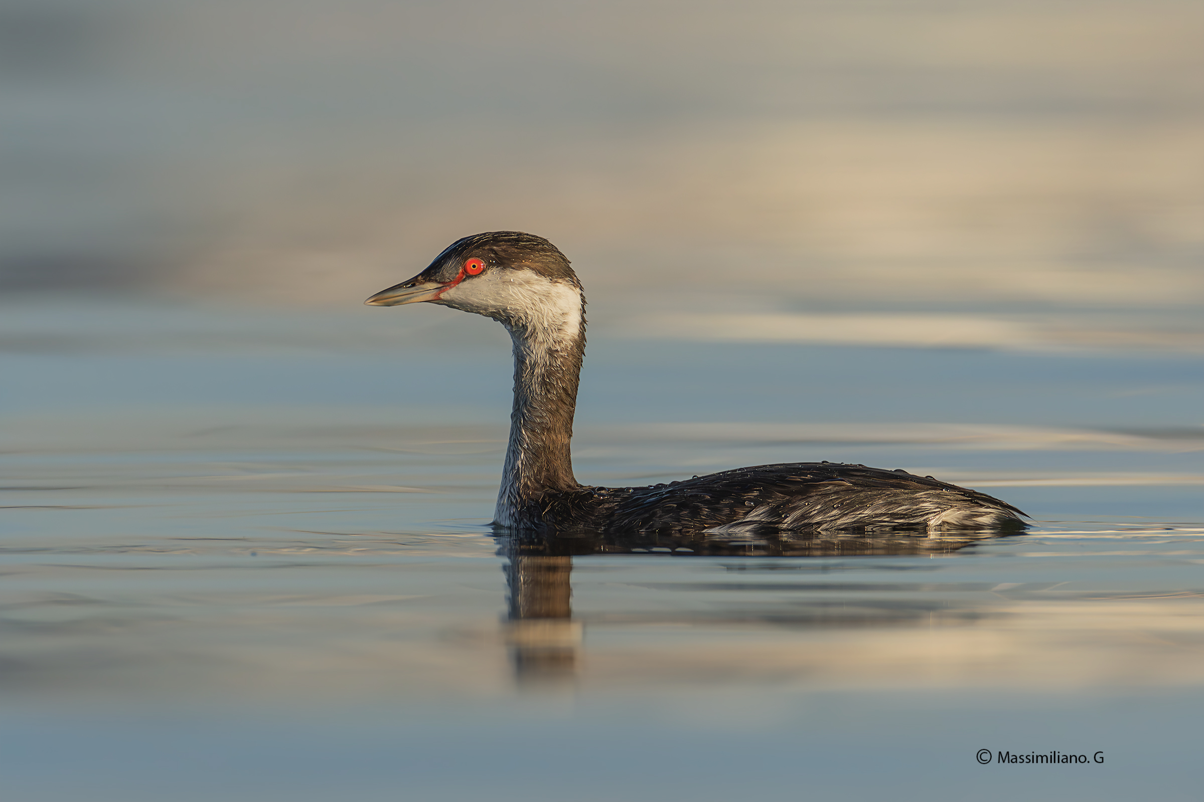 Horned grebe