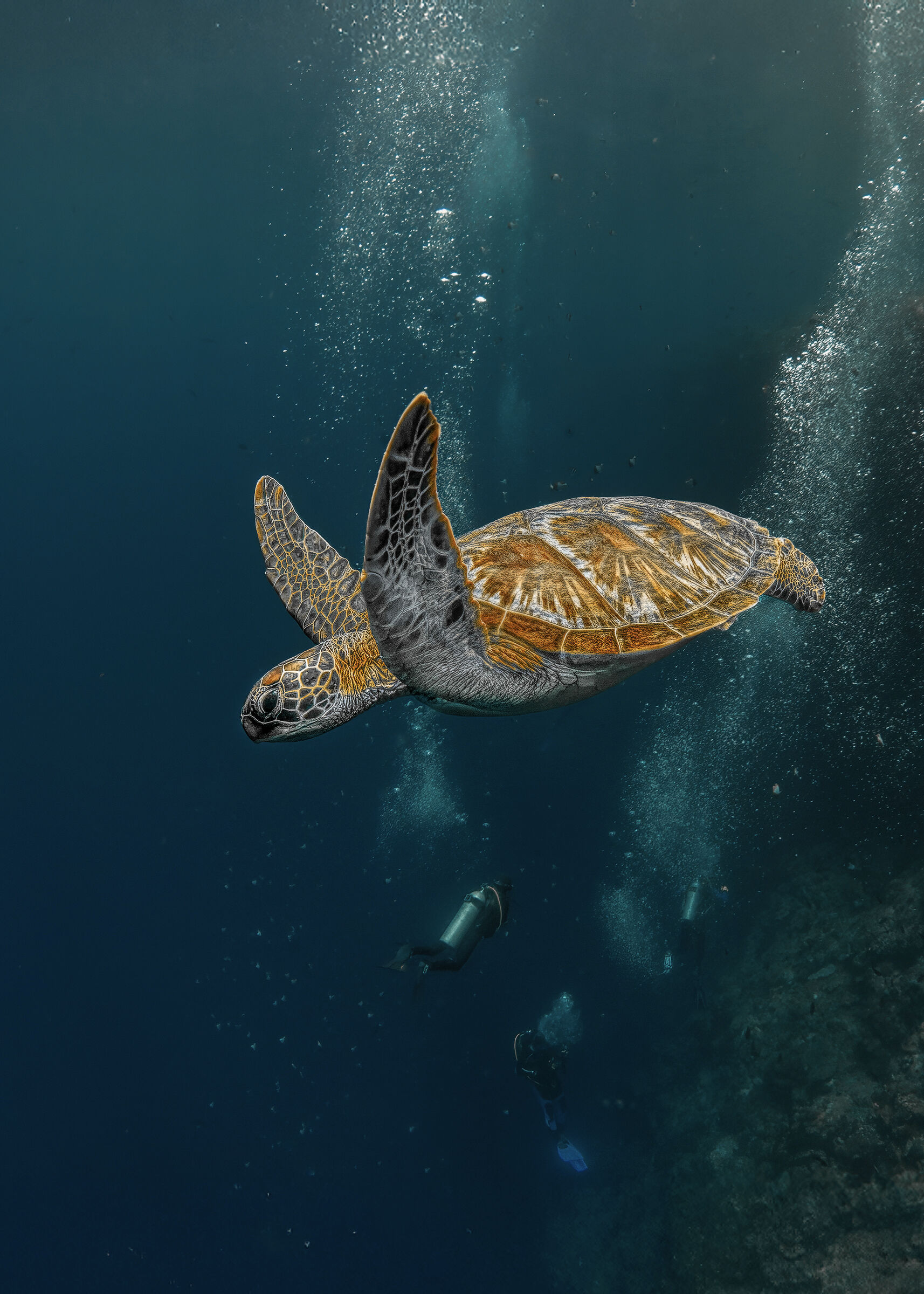 Green turtle