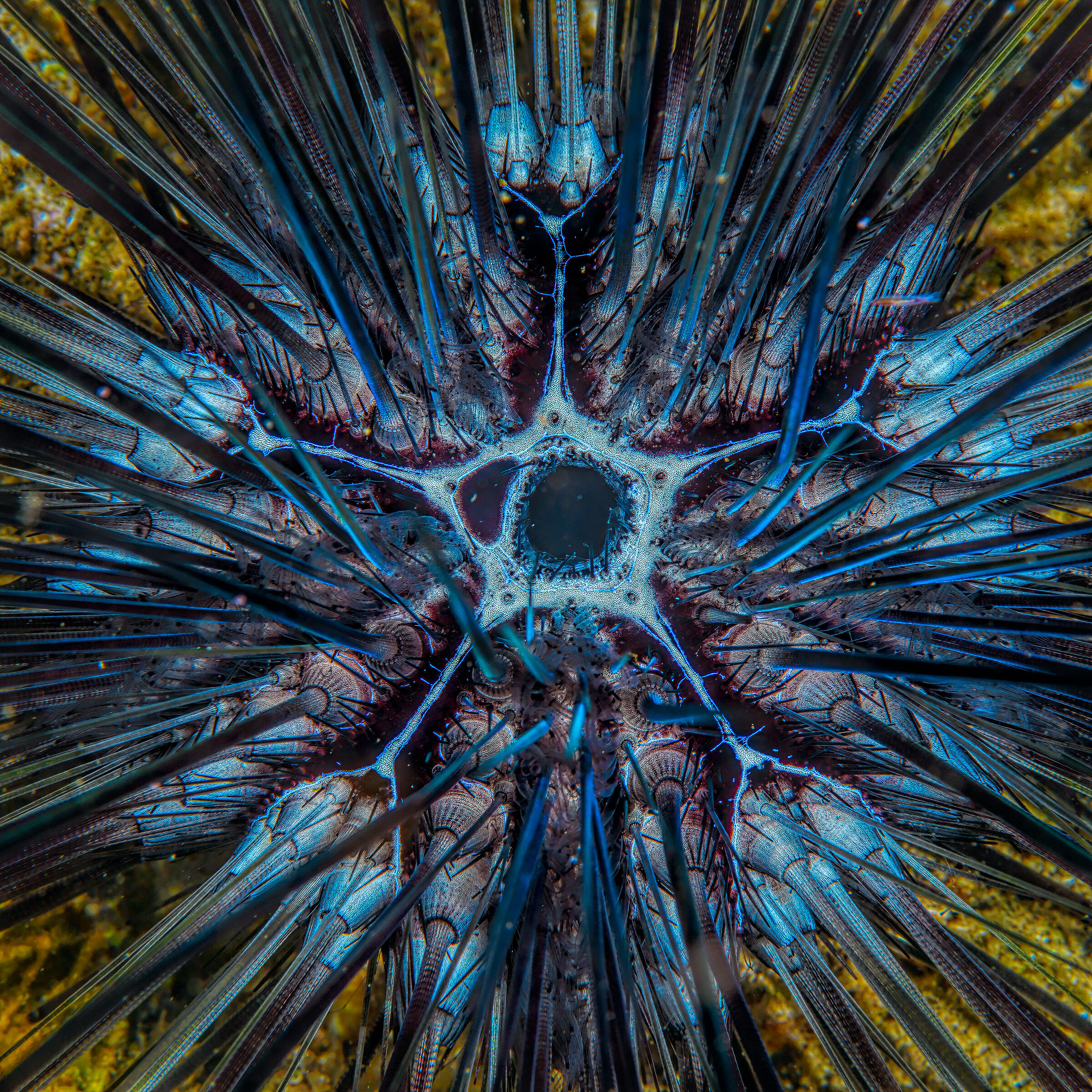 Abstraction painful fire hedgehog