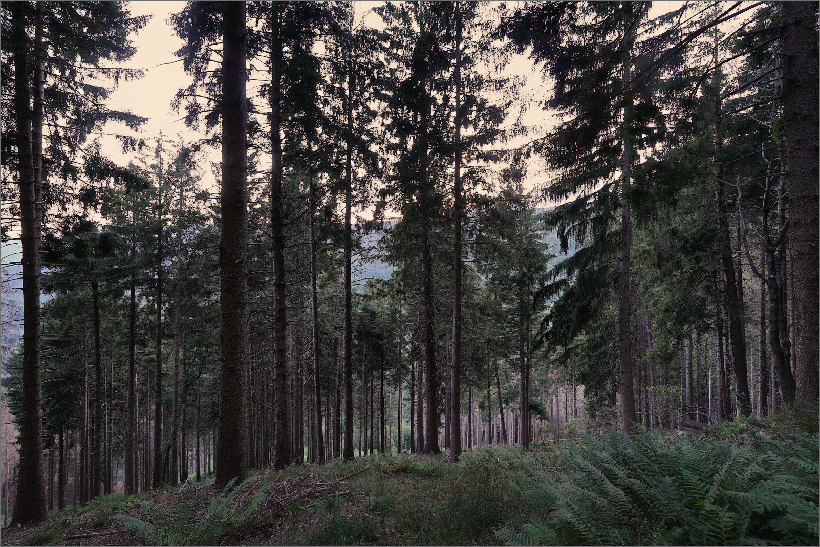 verso Colma del Bosco 1233m slm (Triangolo Lariano)