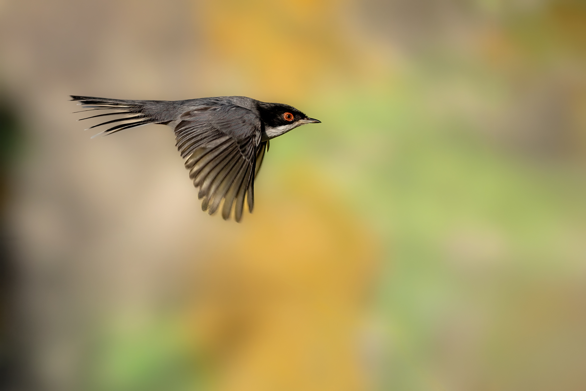 Male Warbler
