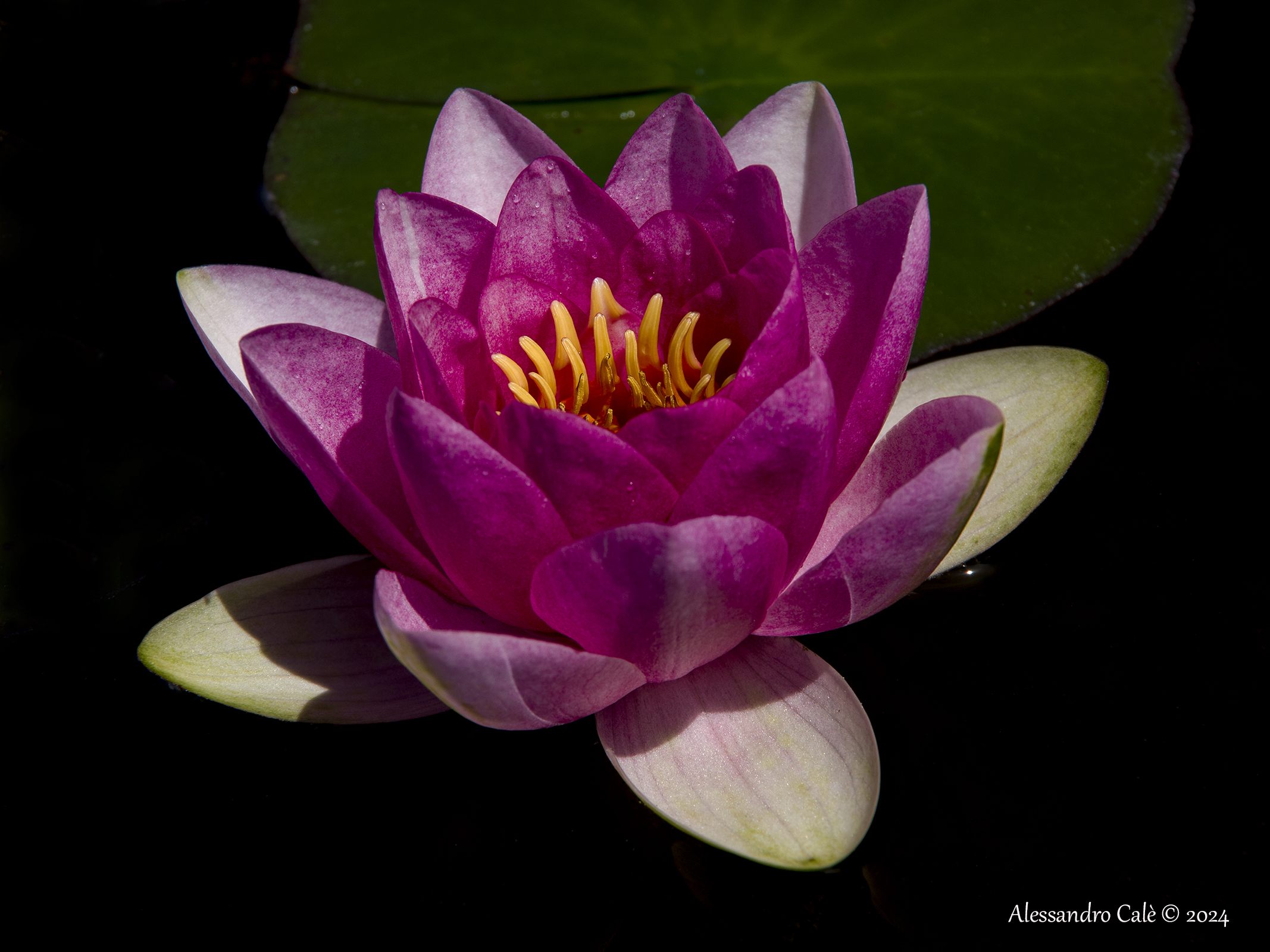 Water Lily 7224
