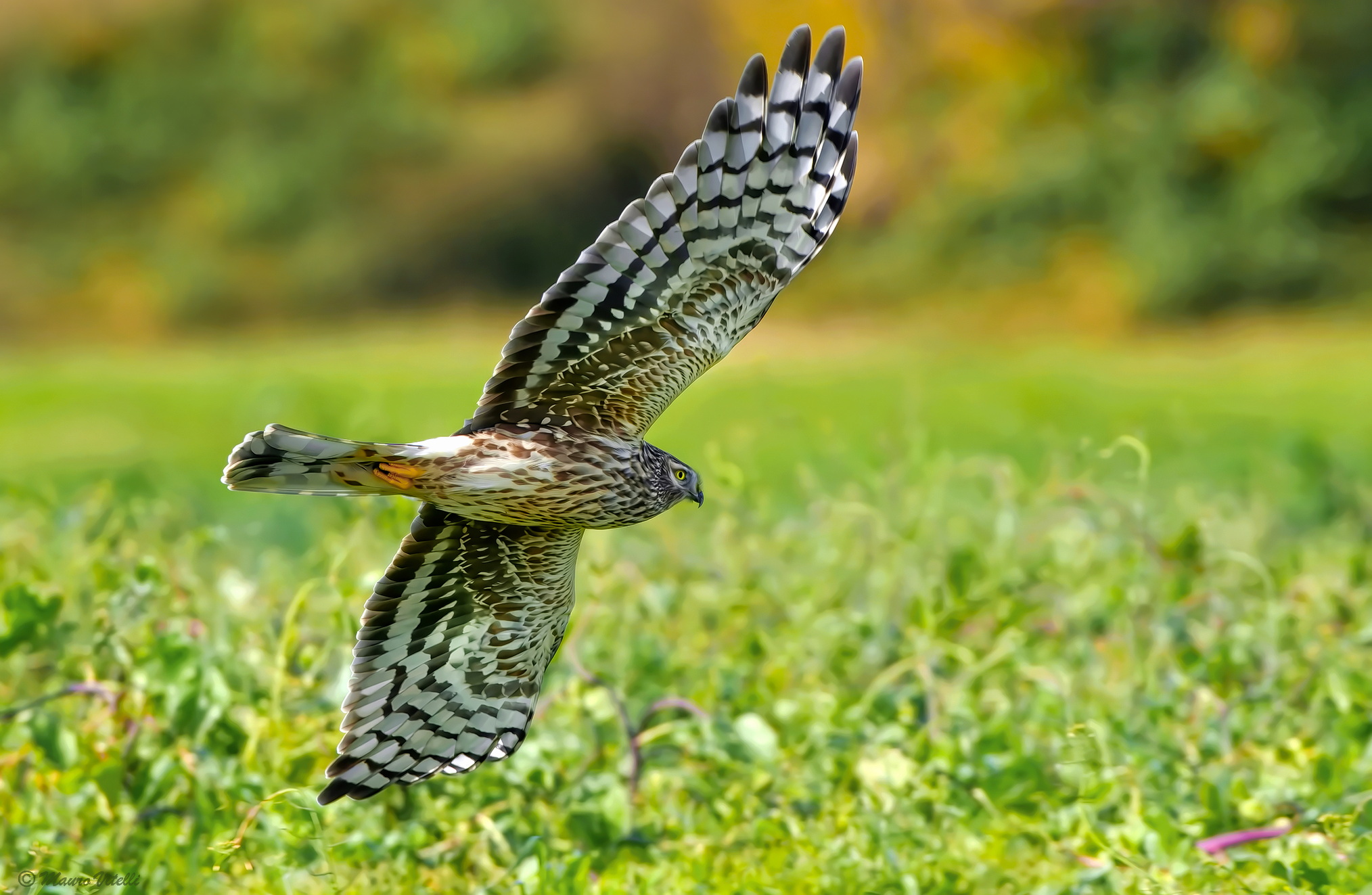 Female hen harrier (Circus cyaneus)