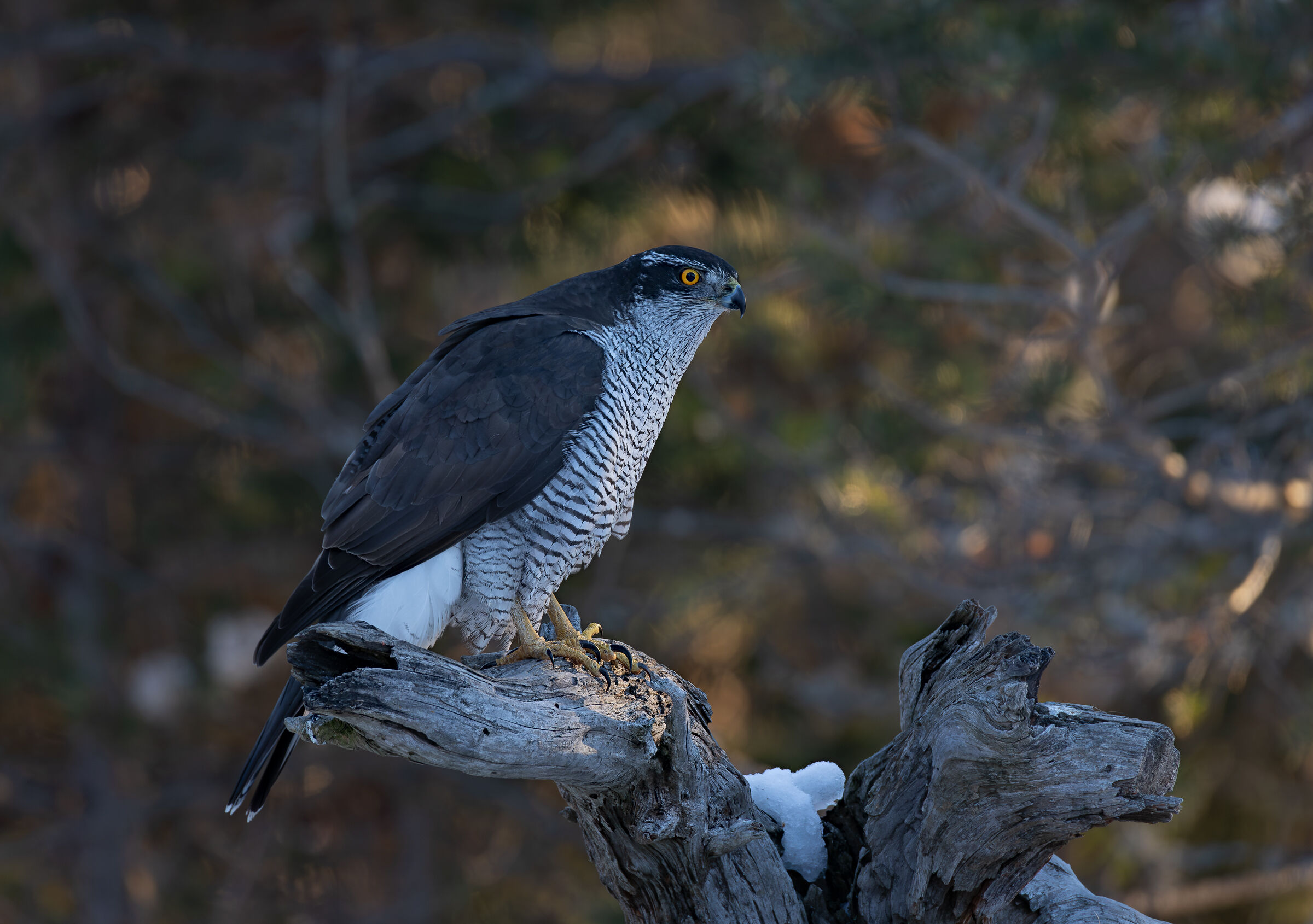 Goshawk