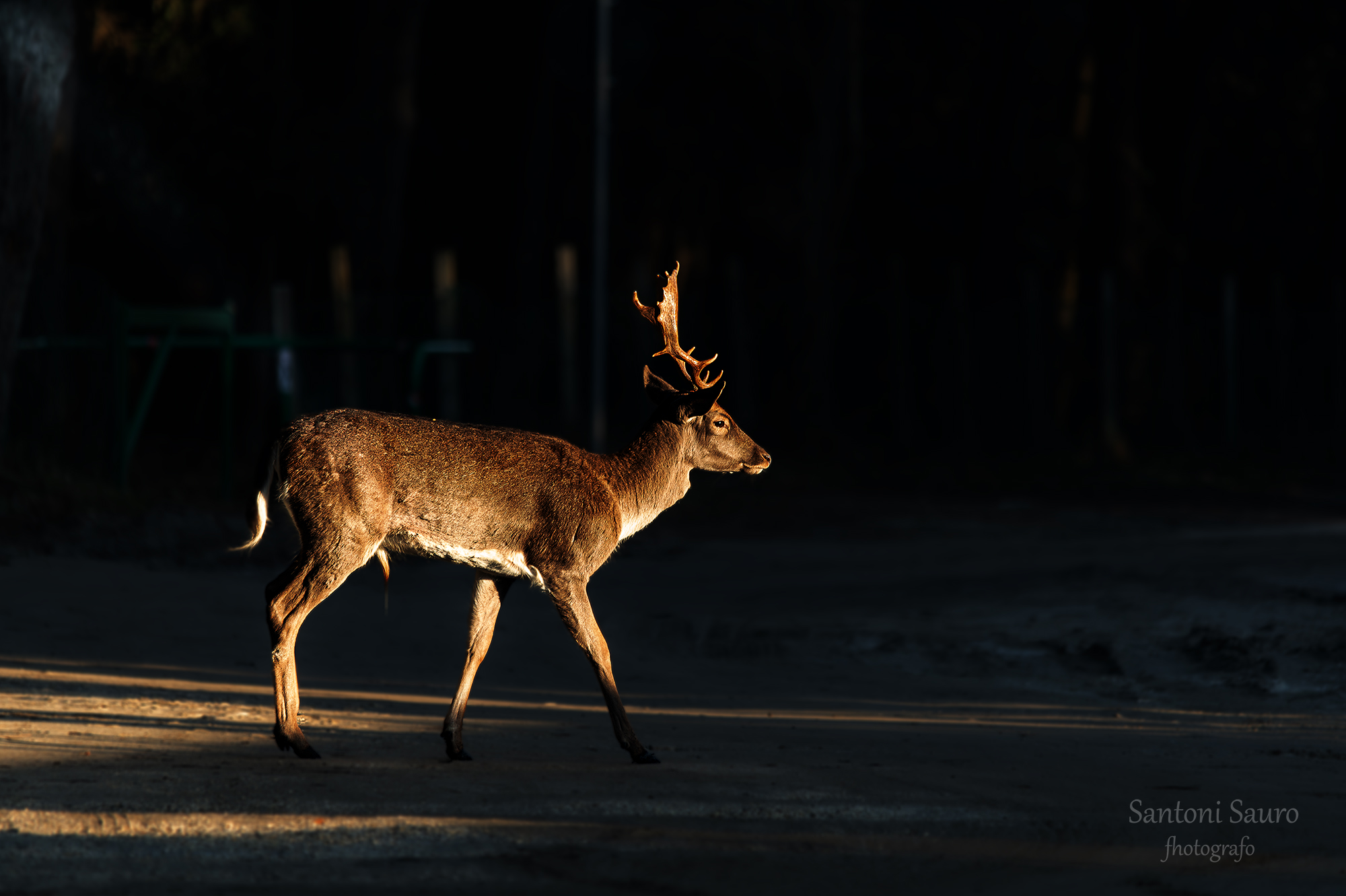 Fallow deer