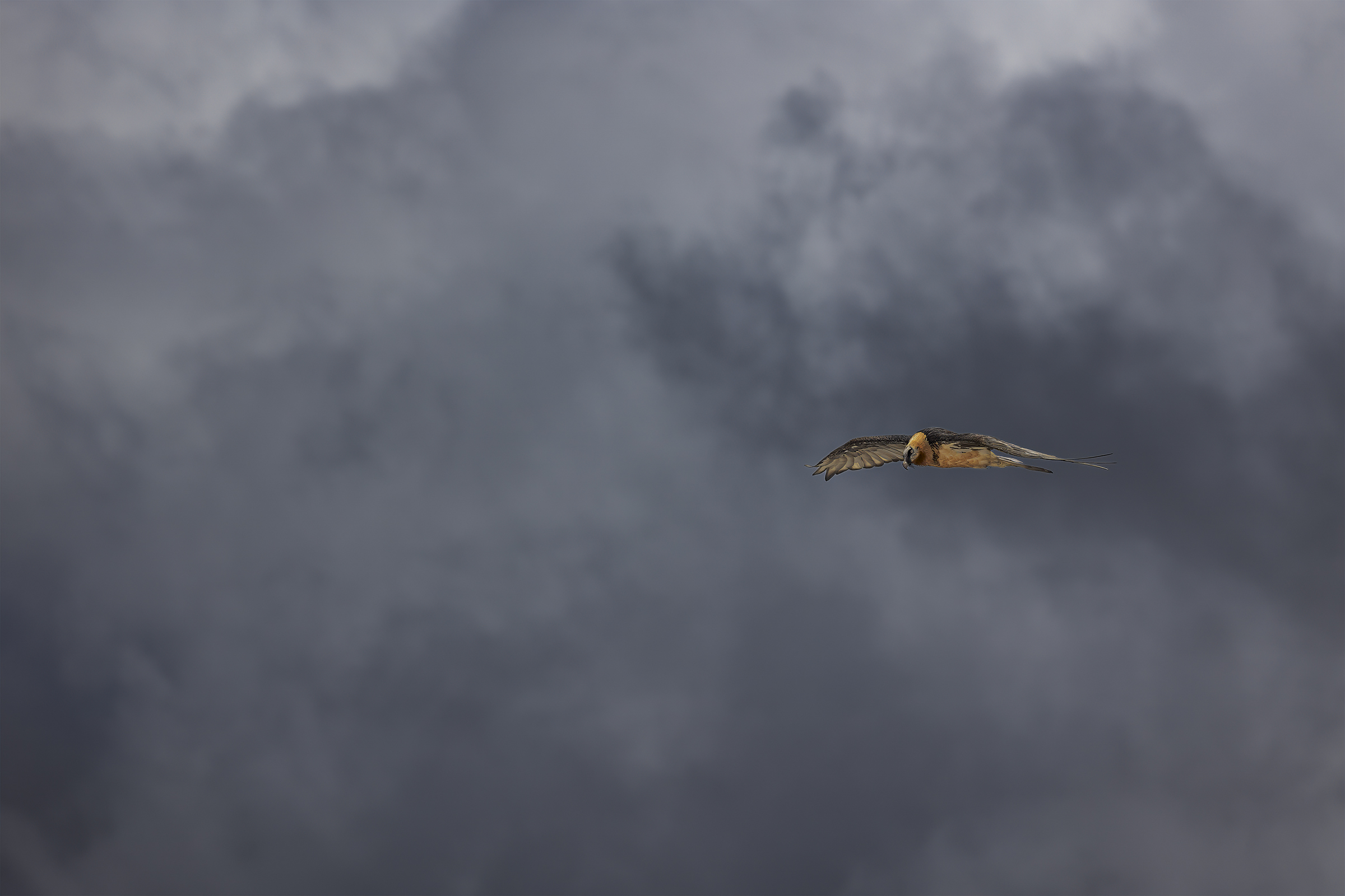 Gipeto nella tempesta