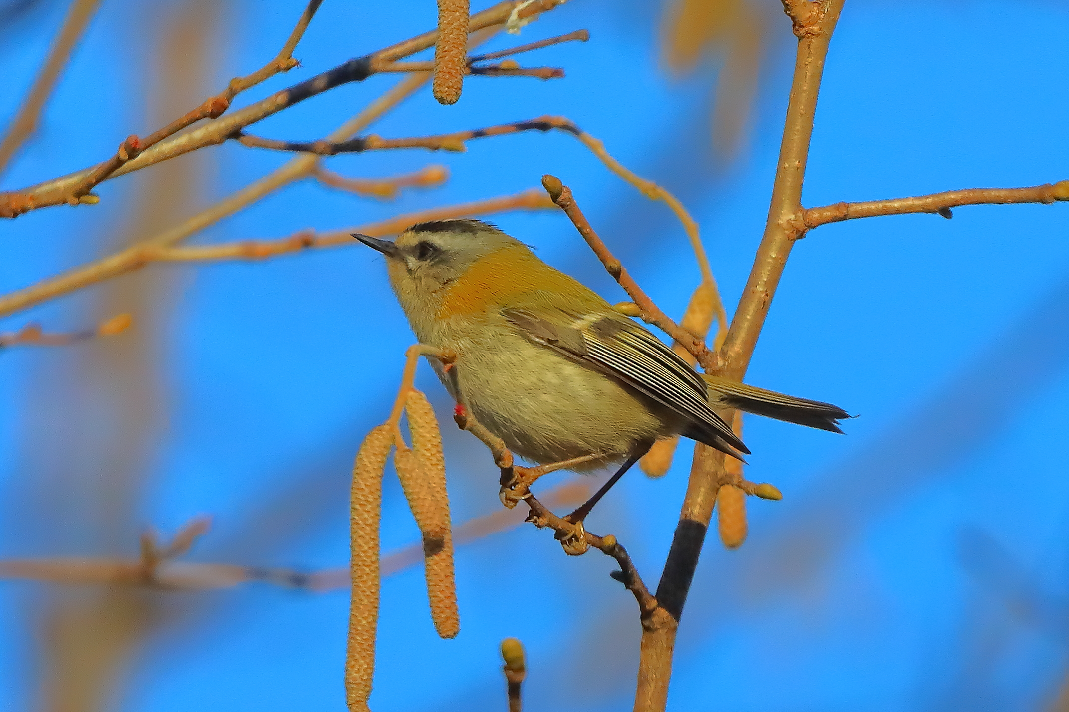 Regolo C 30 dicembre 2024 - 0124